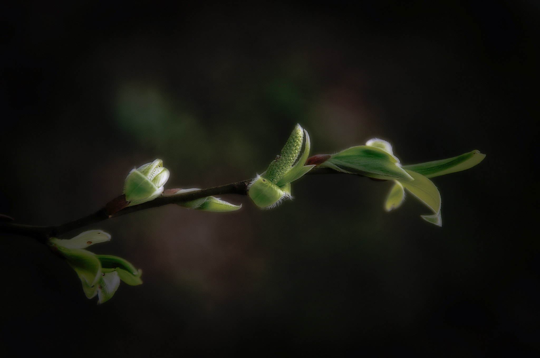 Pentax K-5 sample photo. Spring spring spring  photography