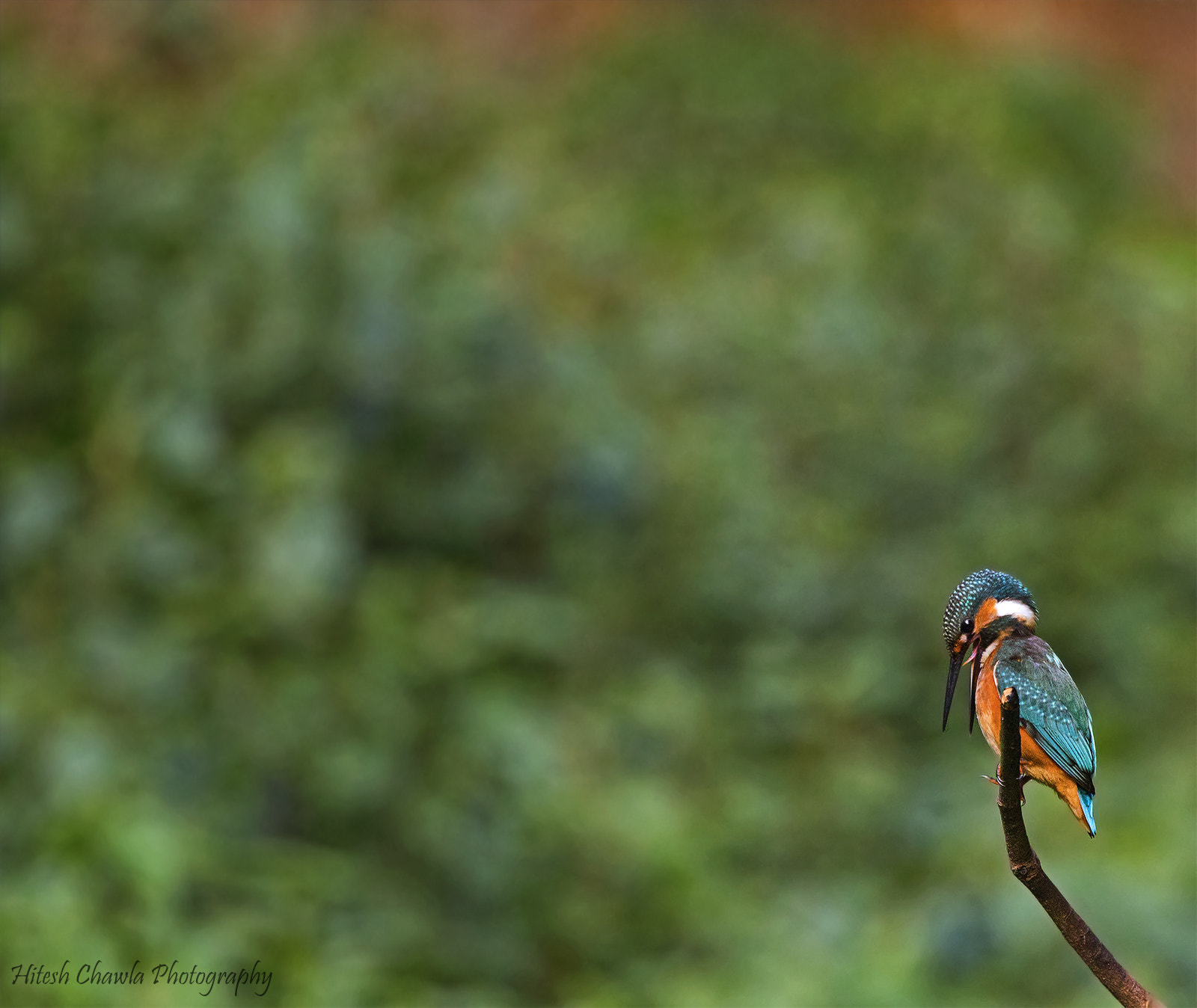 Canon EF 100-400mm F4.5-5.6L IS USM sample photo. King's habitat photography