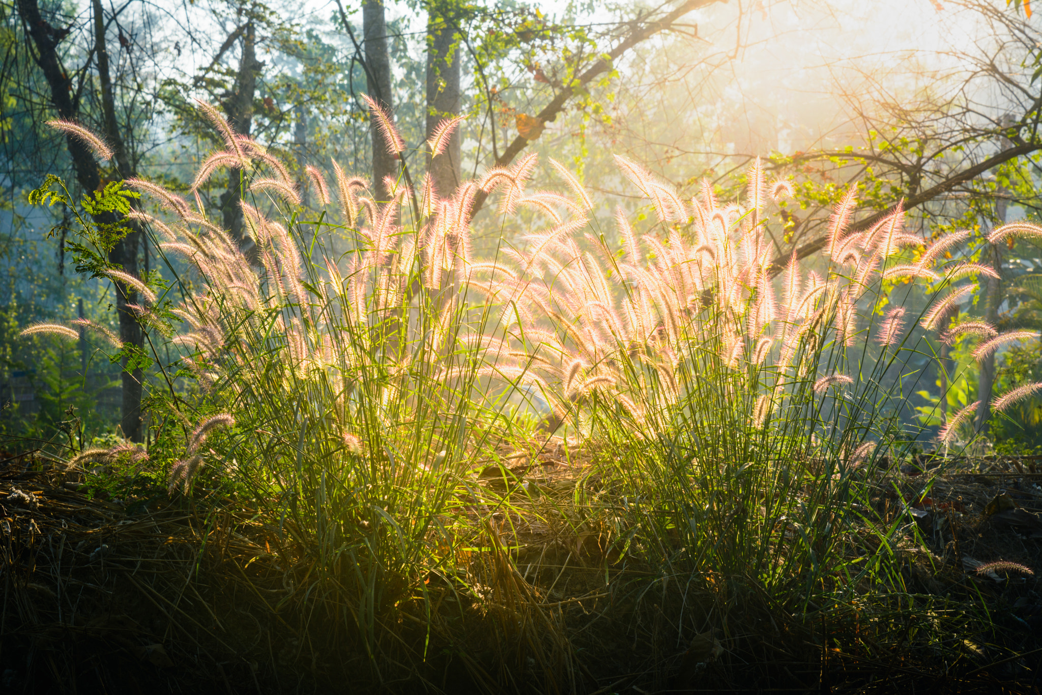 Tamron SP 24-70mm F2.8 Di VC USD sample photo. Sunlight photography