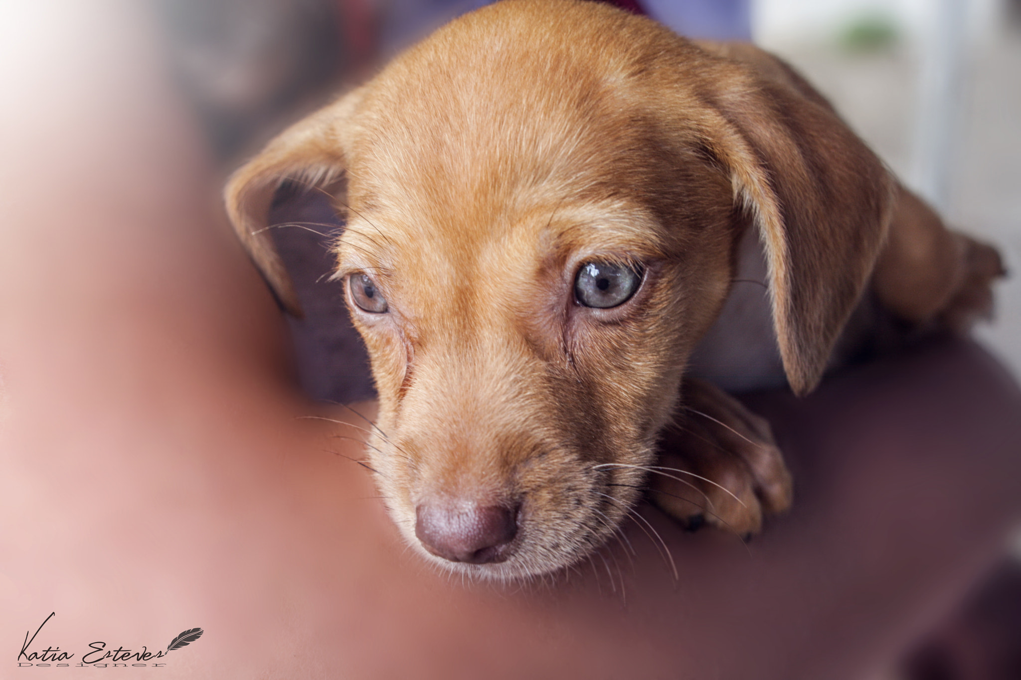 Canon EOS 40D sample photo. Dog photography