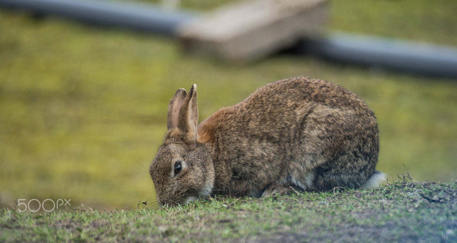 Olympus OM-D E-M5 sample photo. Rabbit photography