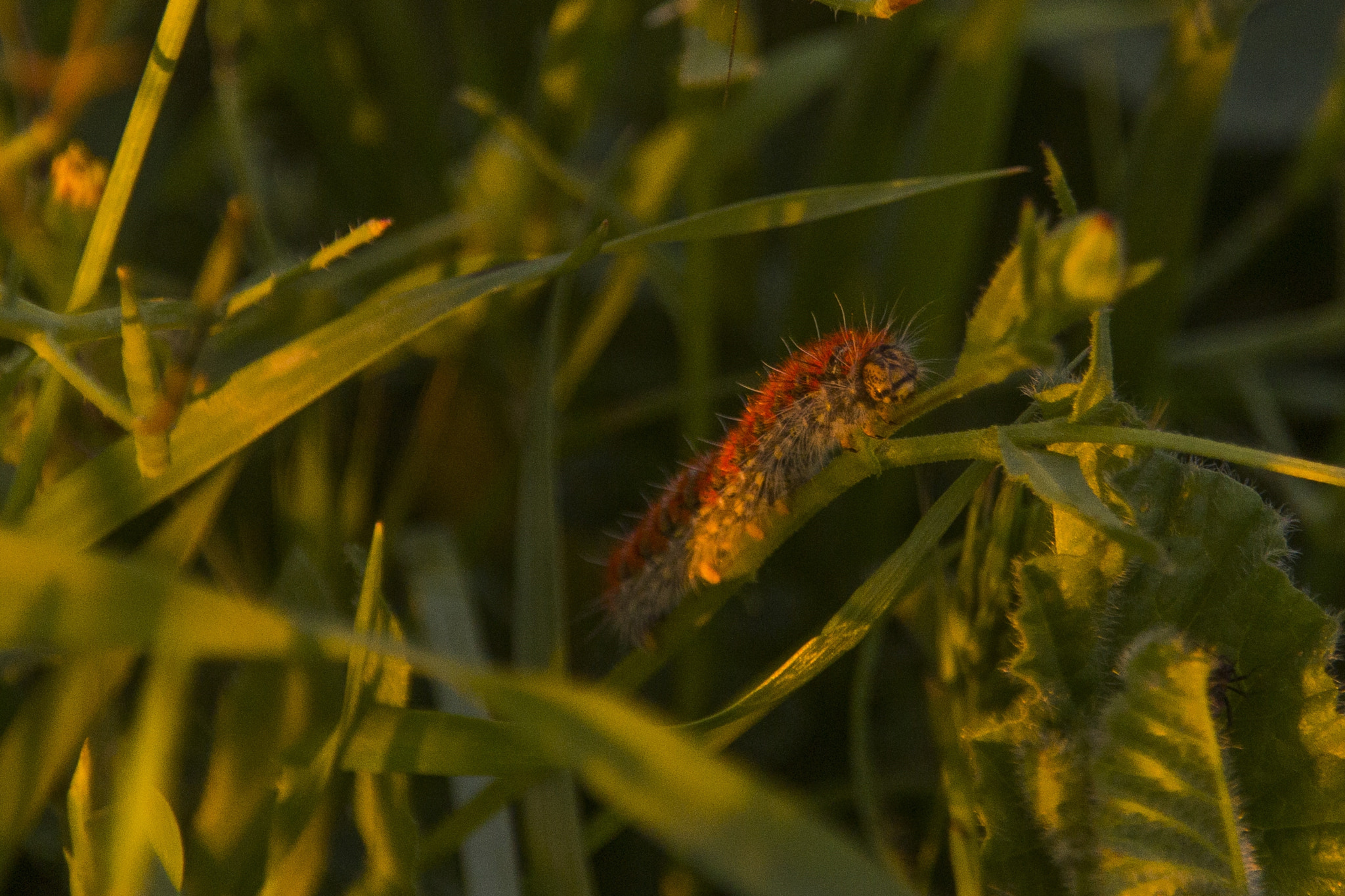Sigma 18-200mm f/3.5-6.3 DC OS sample photo. Red furry caterpillar 2 photography
