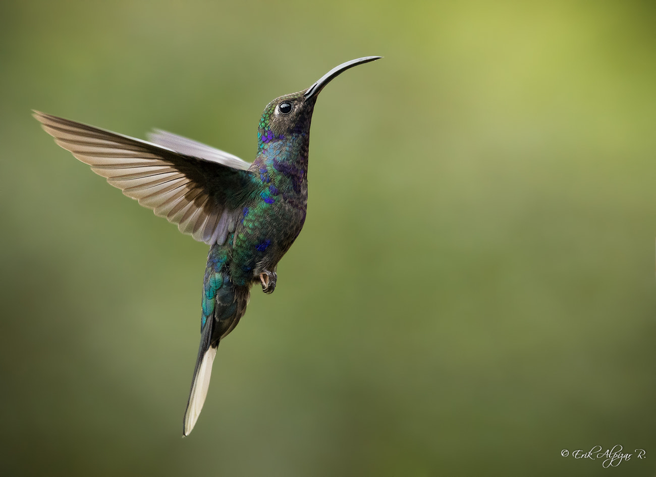 Nikon AF-S Nikkor 200-500mm F5.6E ED VR sample photo. Violet sabrewing photography