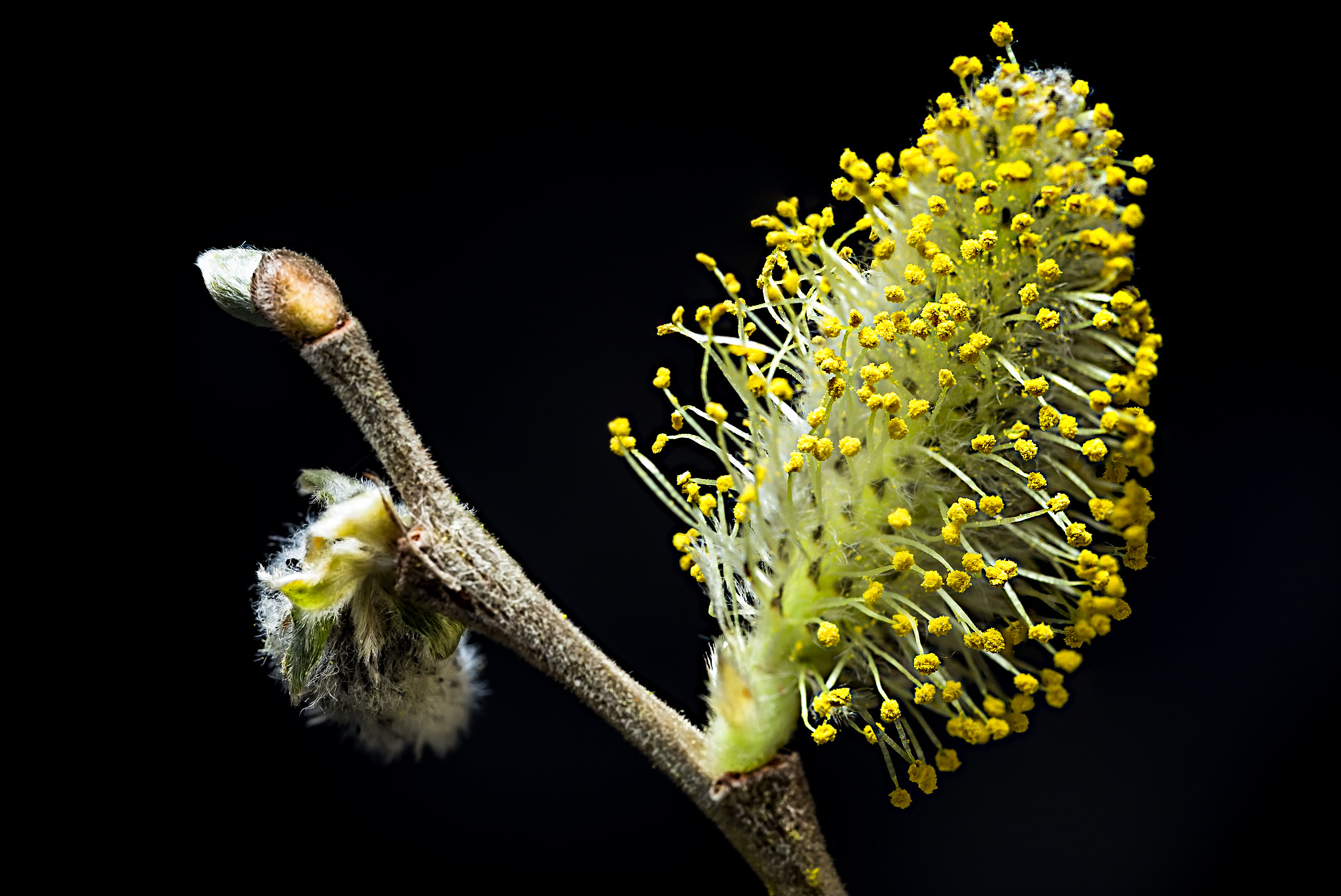 Canon EOS 6D + Sigma 105mm F2.8 EX DG Macro sample photo. Willow catkin photography