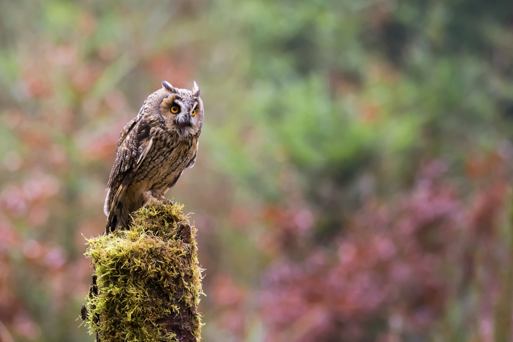 Nikon D7100 sample photo. Long-eared owl (asio otus) photography