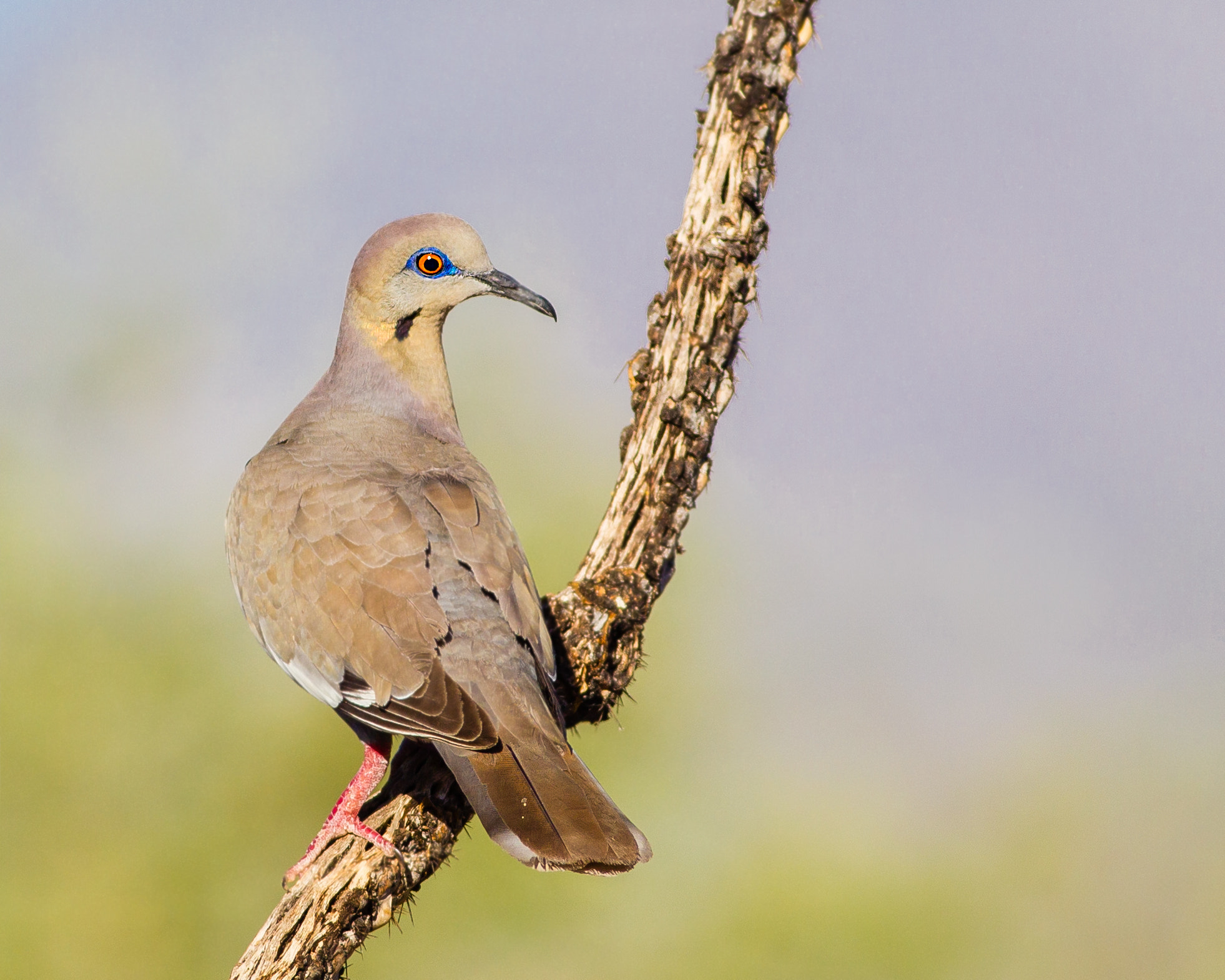 Canon EF 400mm F5.6L USM sample photo. White winged dove photography