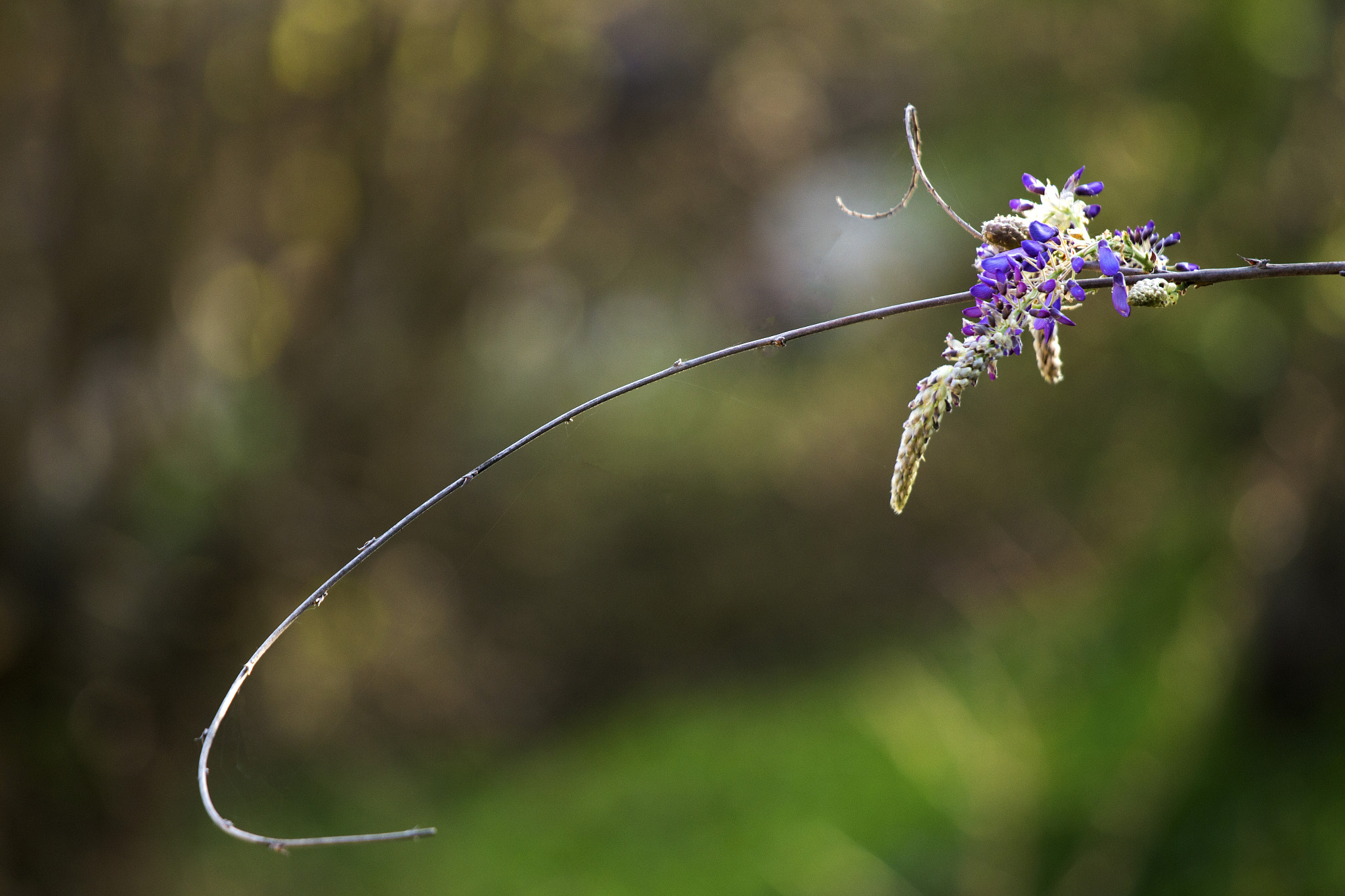 Canon EOS 700D (EOS Rebel T5i / EOS Kiss X7i) + Canon EF 70-200mm F4L IS USM sample photo. It's spring photography