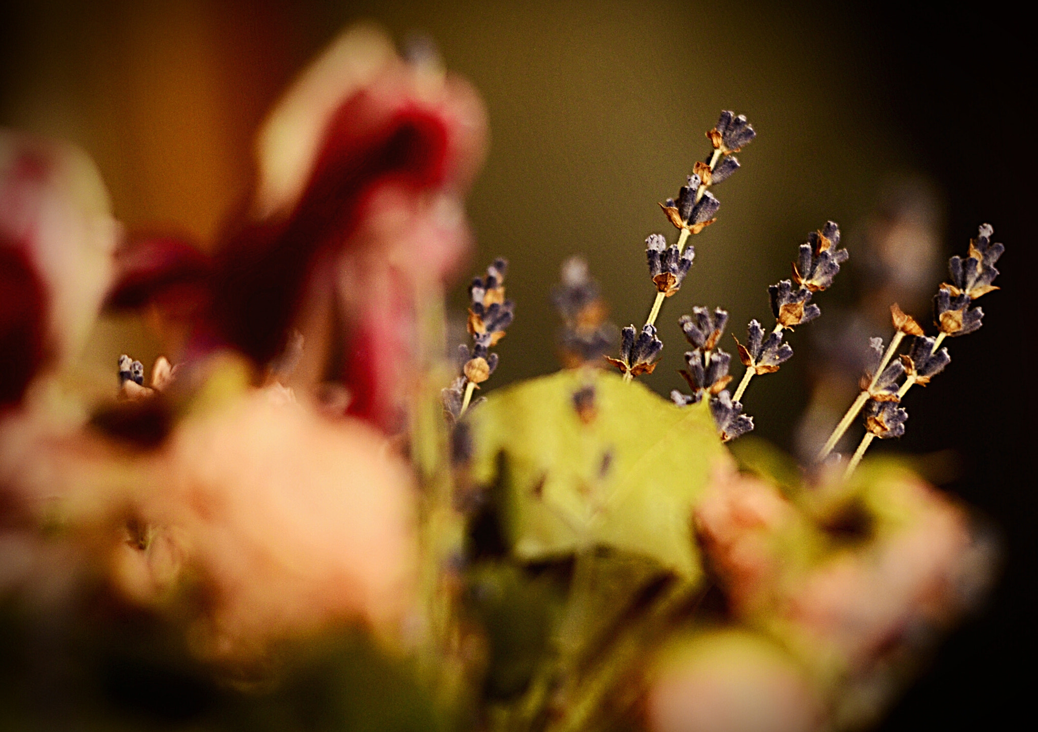 Manual Lens No CPU sample photo. Lavender photography