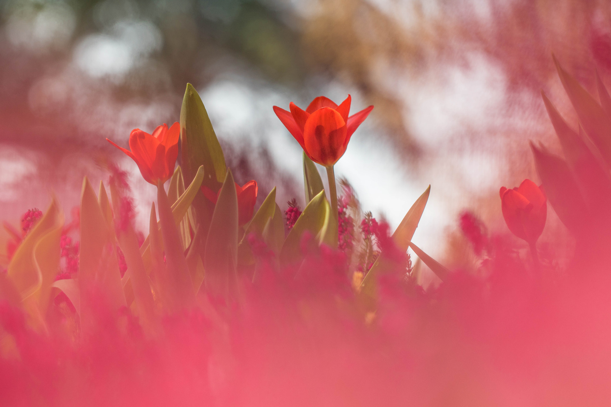 Canon EOS 760D (EOS Rebel T6s / EOS 8000D) + Canon EF 100mm F2.8L Macro IS USM sample photo. Bright red photography