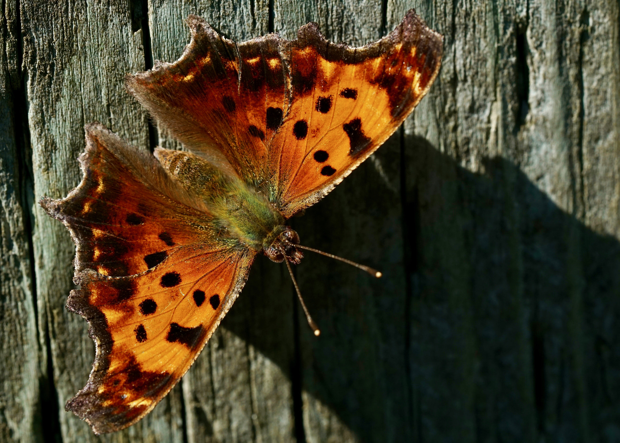 Sony a6000 + Sony FE 90mm F2.8 Macro G OSS sample photo. Eastern comma photography