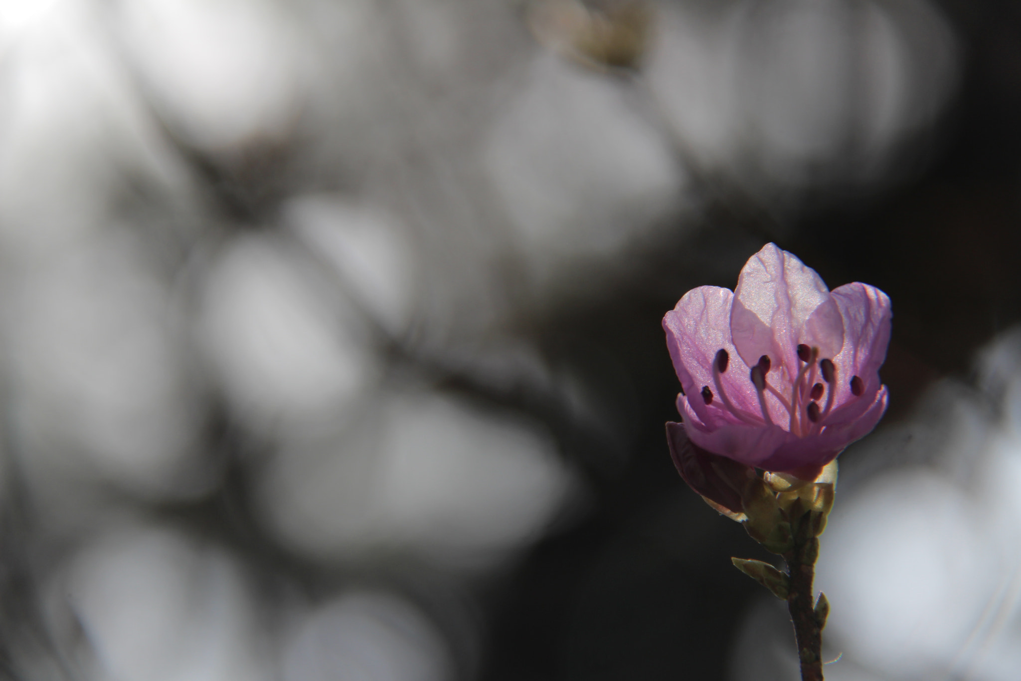 Canon EOS 100D (EOS Rebel SL1 / EOS Kiss X7) sample photo. 봄 봄 봄````` photography