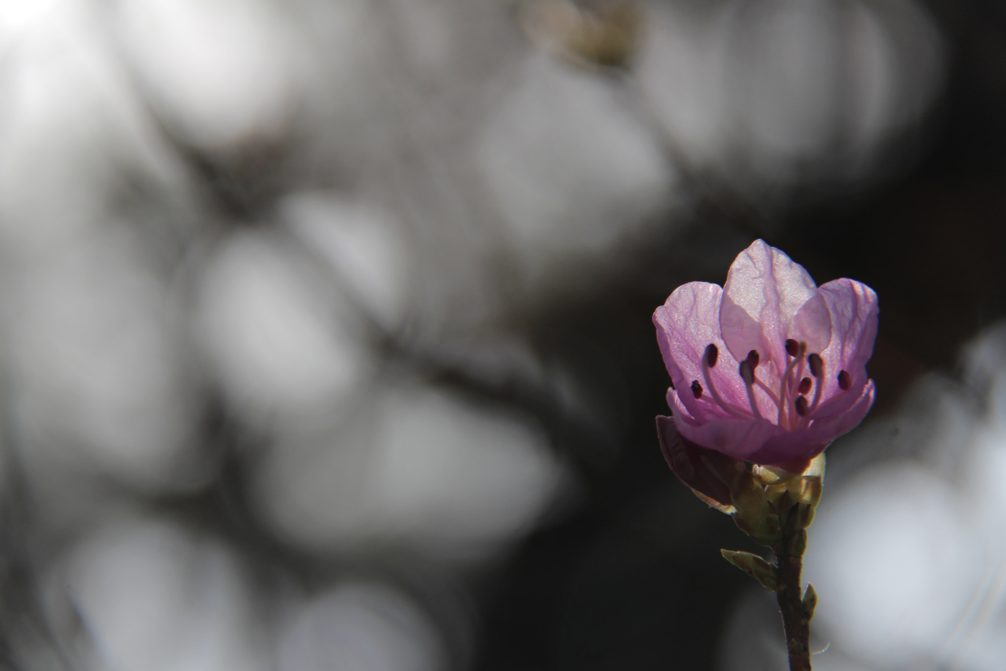 Canon EF-S 18-200mm F3.5-5.6 IS sample photo. 봄 봄 봄````` photography