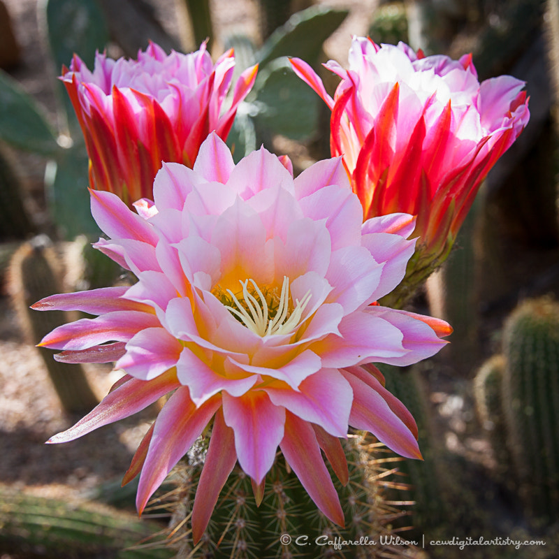Canon EOS 50D sample photo. Trichocereus trio photography