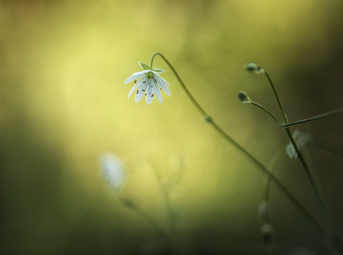 Nikon AF-S Micro-Nikkor 105mm F2.8G IF-ED VR sample photo. ... photography