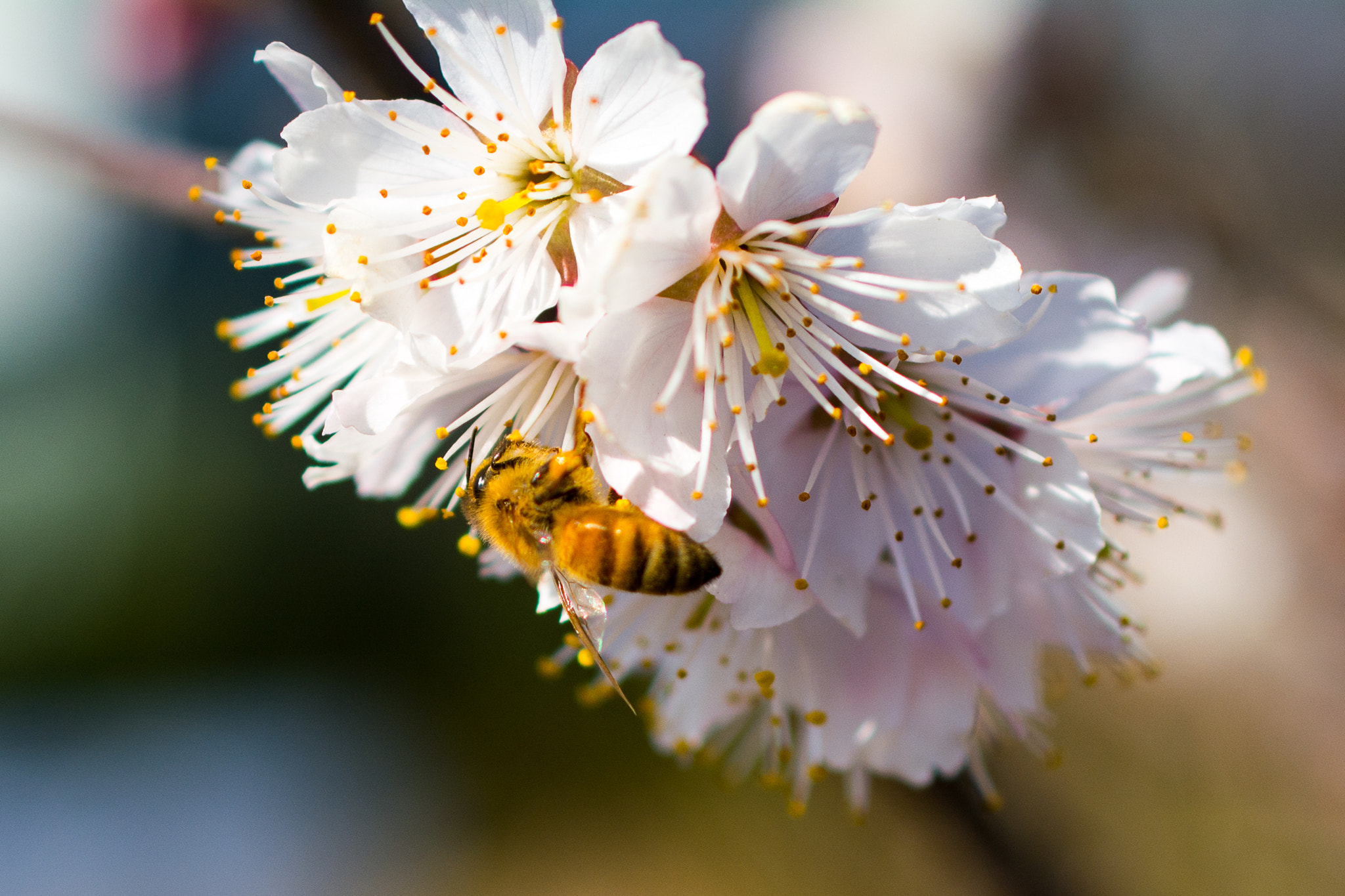 Nikon D5200 + Nikon AF-S DX Micro Nikkor 40mm F2.8 sample photo. Cherry blossoms & a bee photography