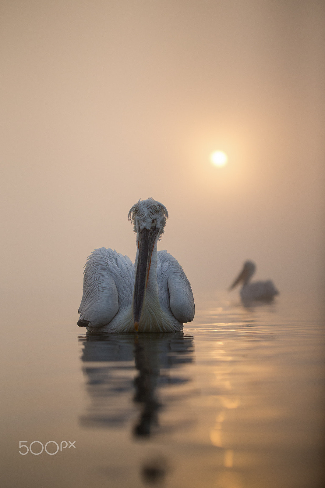 Canon EOS-1D X sample photo. Beautiful foggy morning on the lake photography