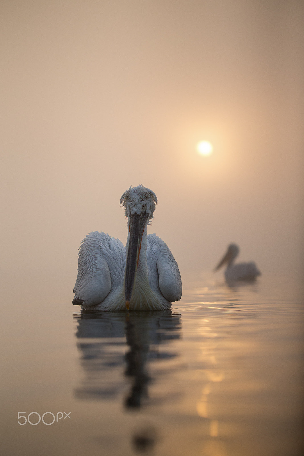 Canon EF 100mm F2.8L Macro IS USM sample photo. Beautiful foggy morning on the lake photography