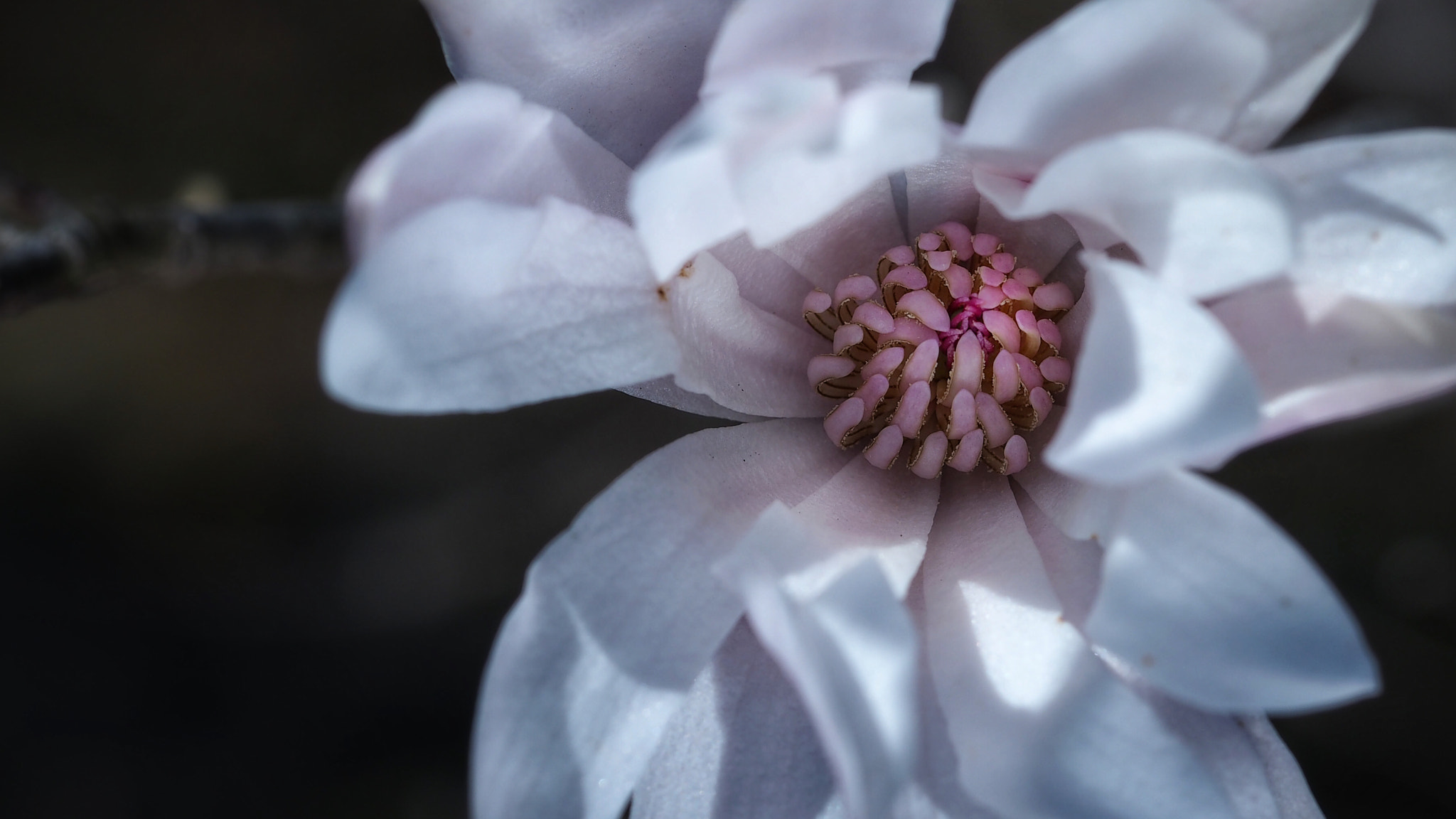 Olympus PEN E-PL7 sample photo. Star magnolia photography