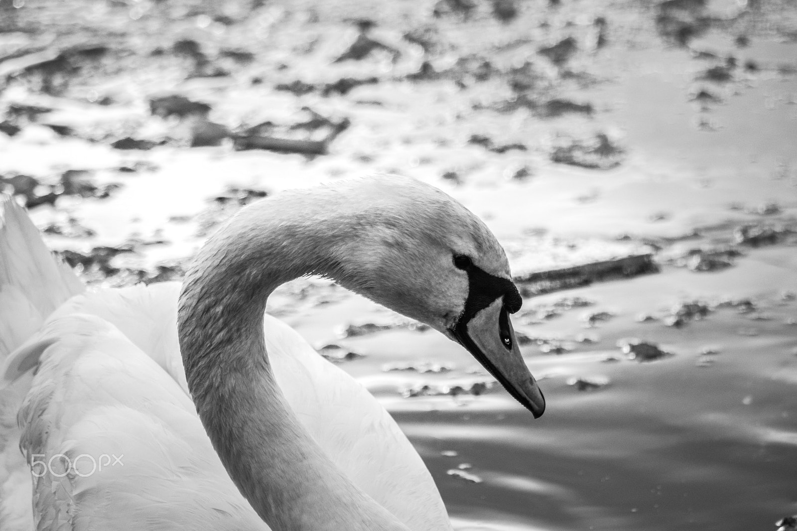 Sigma 70-300mm F4-5.6 APO DG Macro sample photo. Original bw photography
