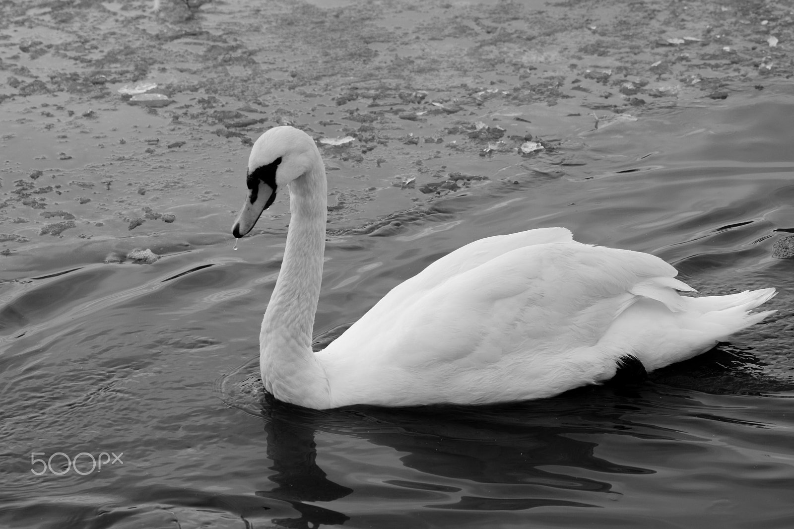Sigma 70-300mm F4-5.6 APO DG Macro sample photo. Original bw photography