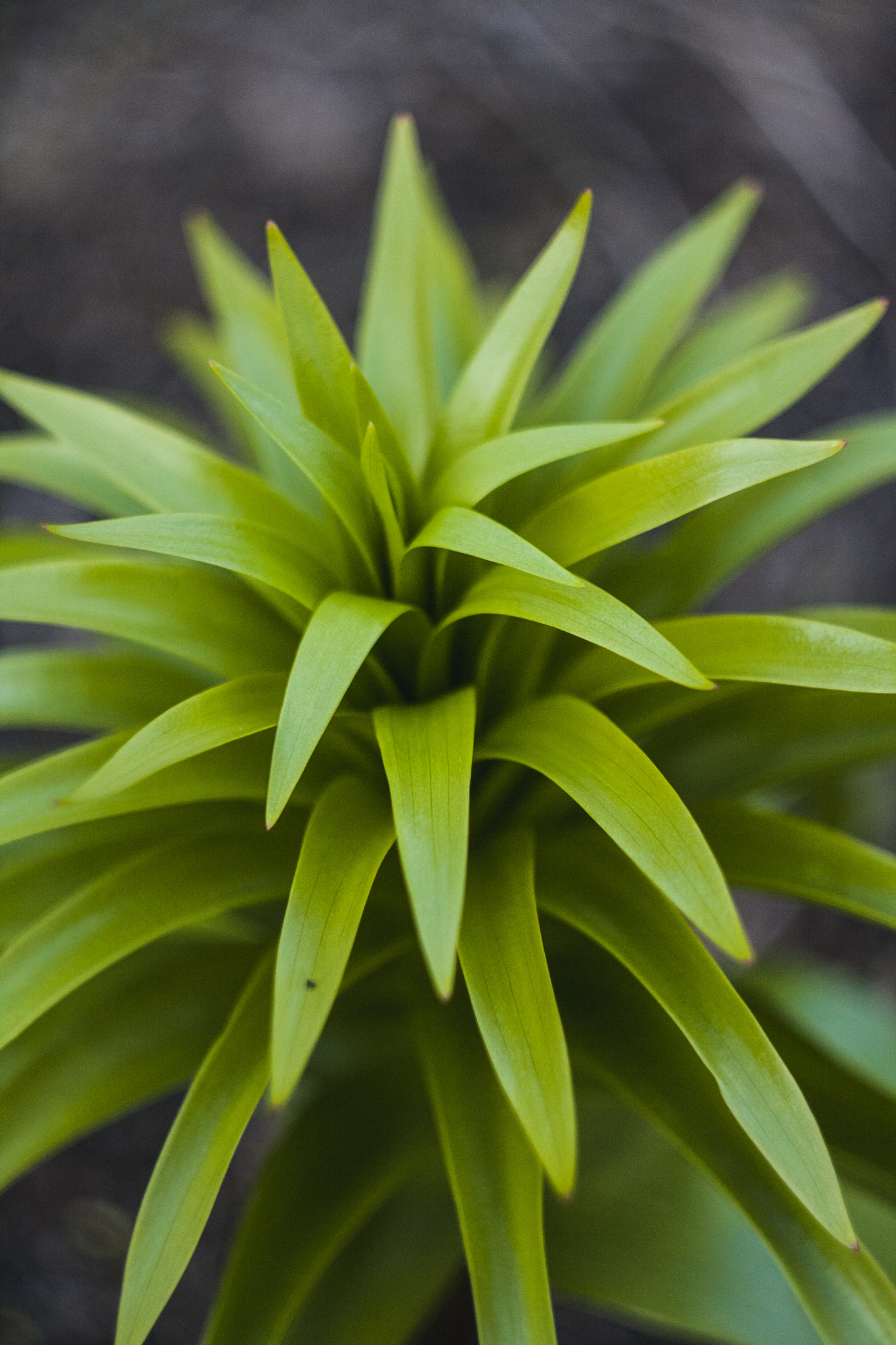 Canon EF 35-80mm f/4-5.6 sample photo. Plant photography