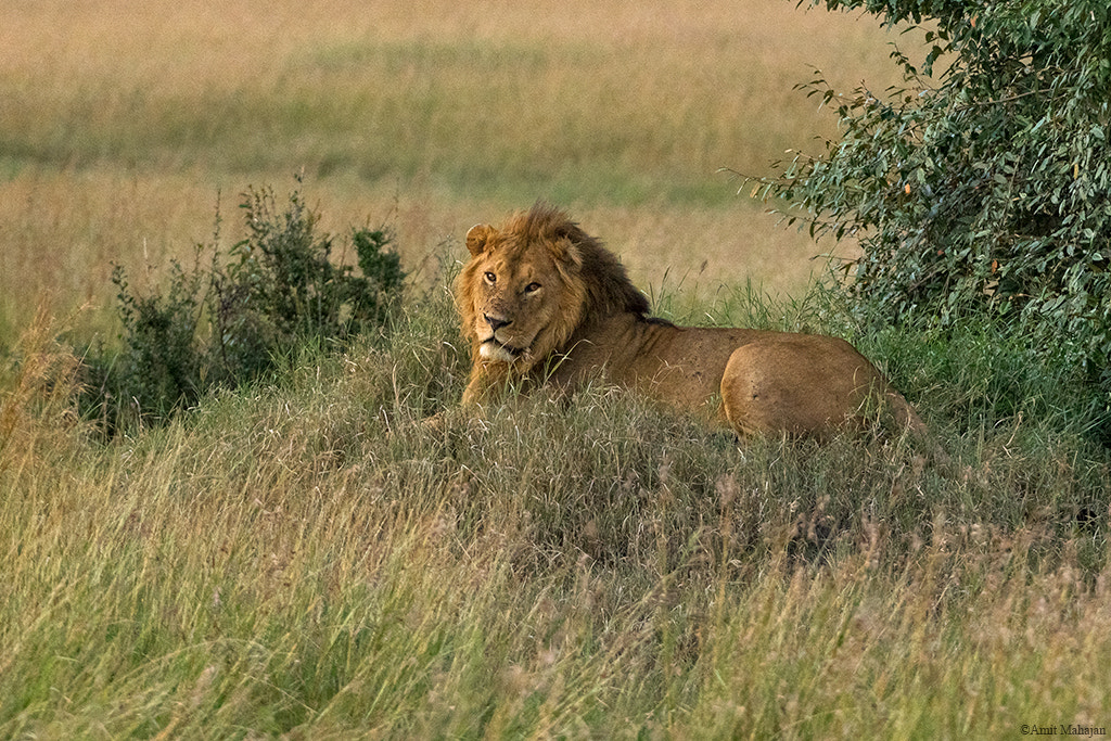 Sony ILCA-77M2 + Sony 70-400mm F4-5.6 G SSM II sample photo. The blonde prince photography