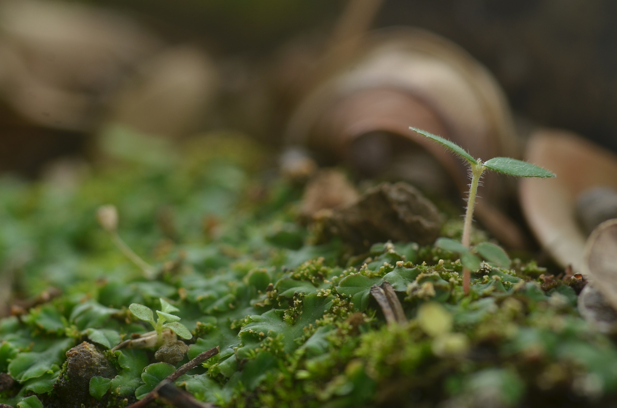 Nikon D7000 + Sigma 105mm F2.8 EX DG Macro sample photo