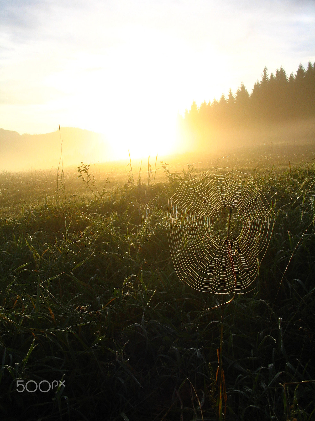 Canon POWERSHOT A75 sample photo. Spider´s morning photography