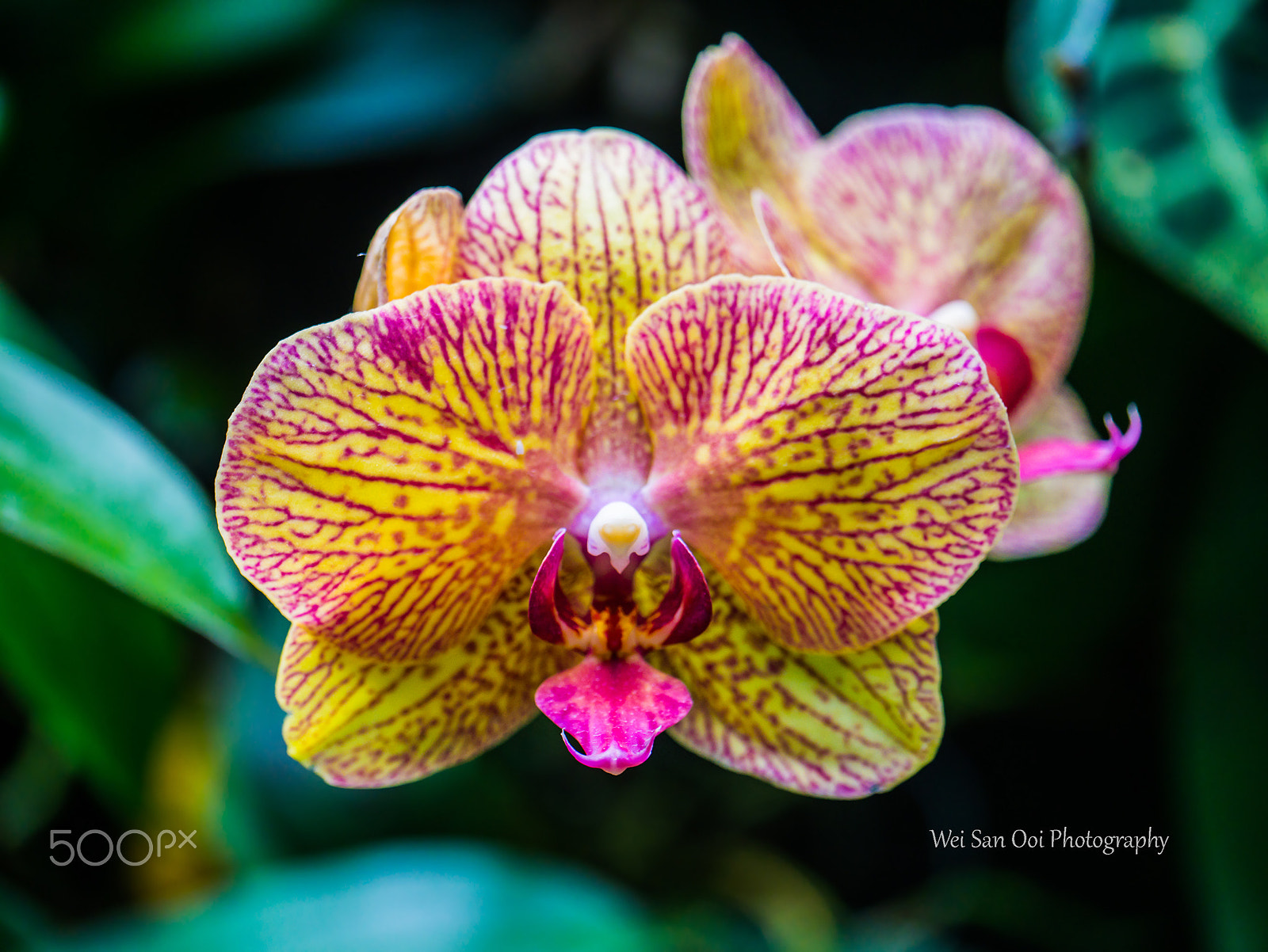 Panasonic Lumix DMC-GX7 sample photo. Orchid 27 photography