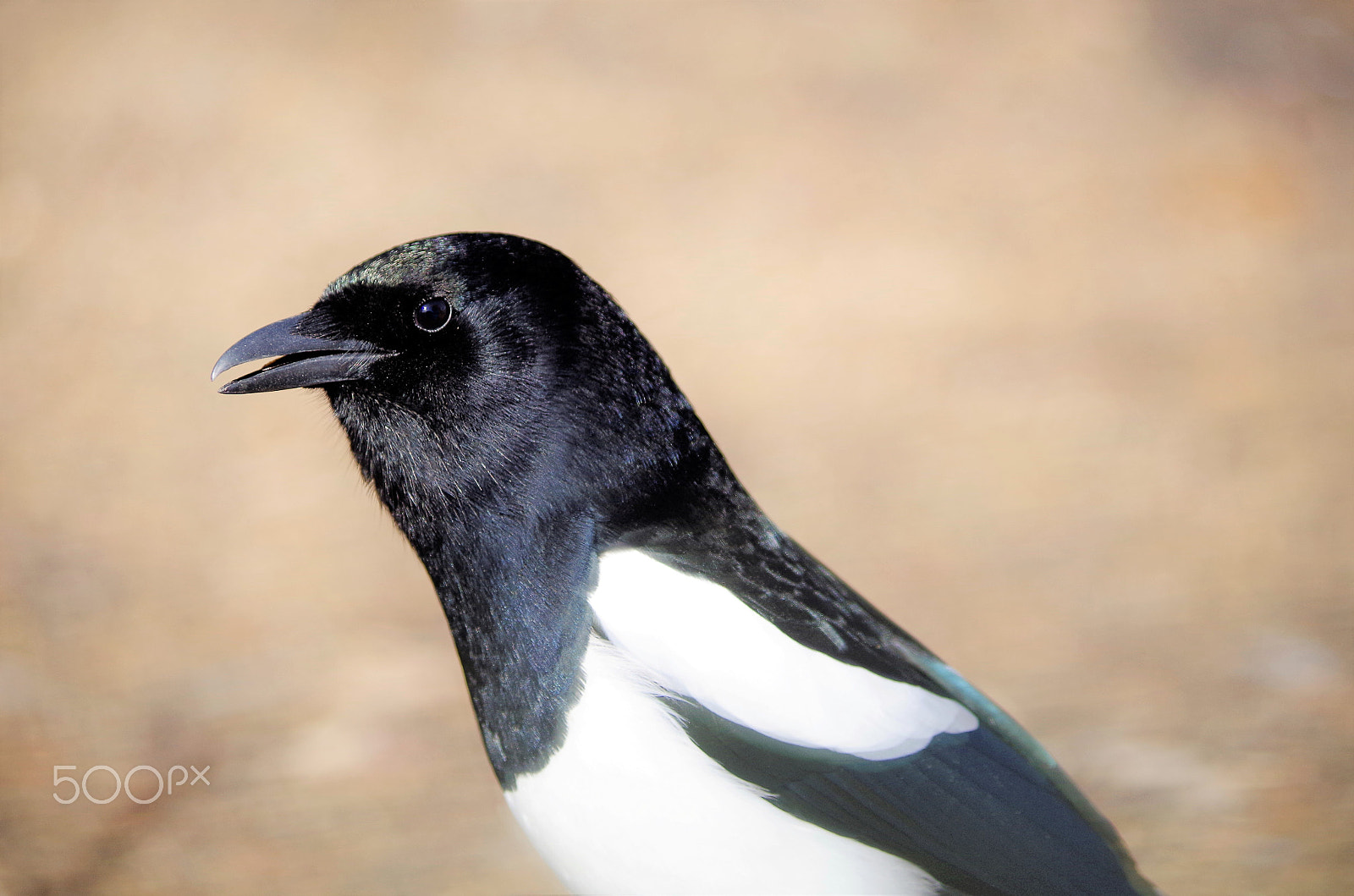 Pentax K-50 sample photo. Magpie photography