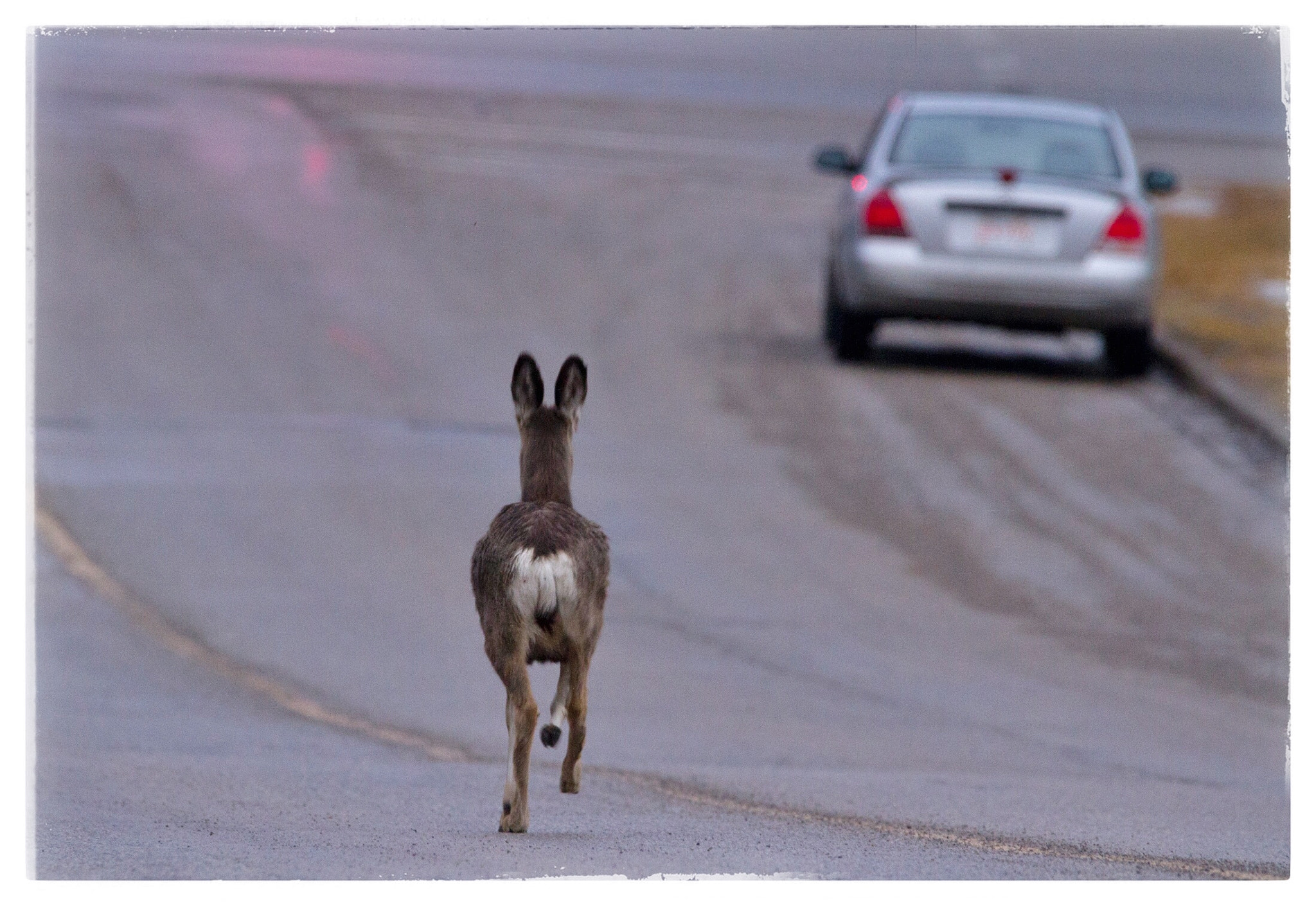 Canon EOS 7D sample photo. Saw this deer running down the street in our neighborhood this morning. photography