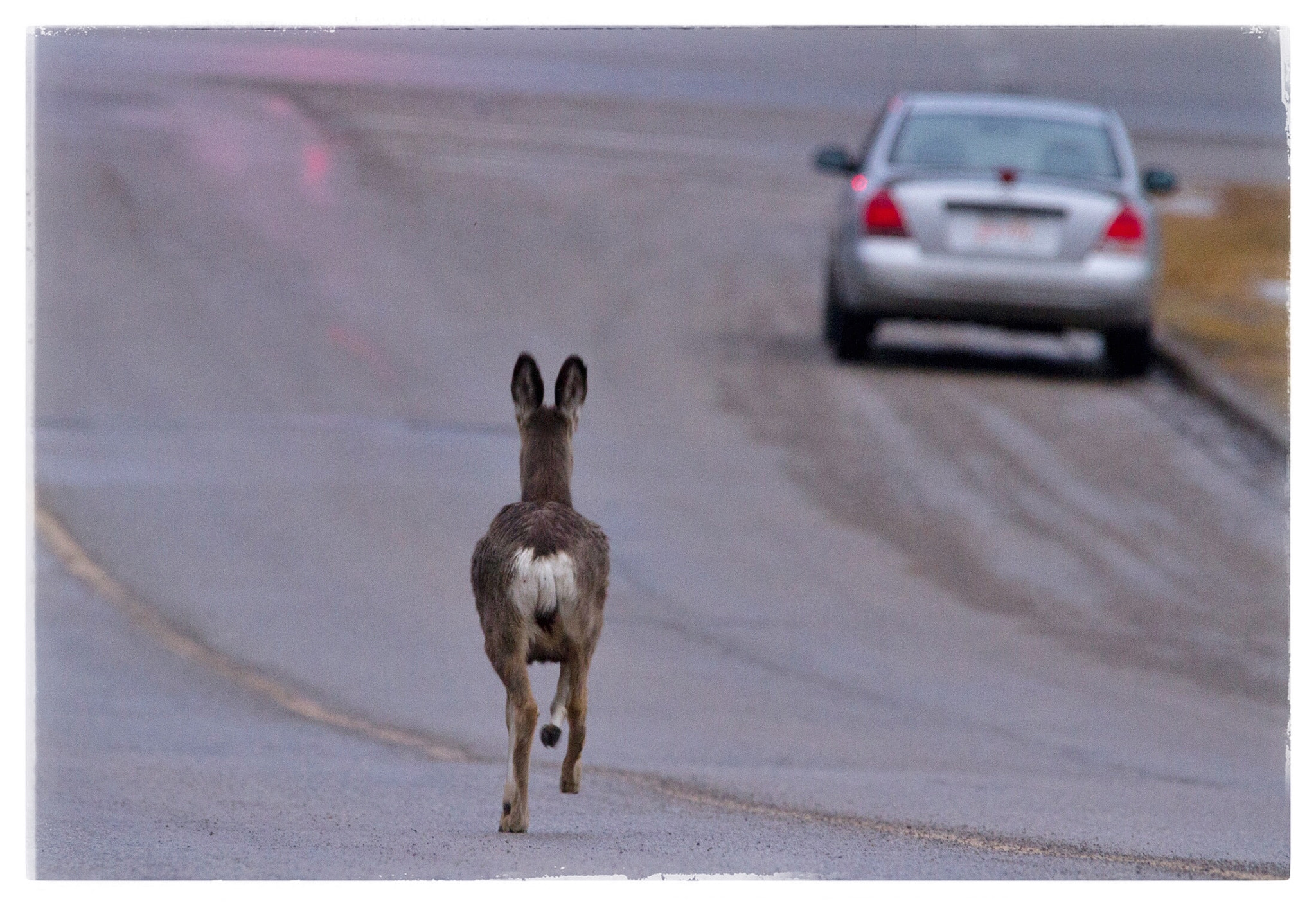 150-600mm F5-6.3 DG OS HSM | Contemporary 015 sample photo. Saw this deer running down the street in our neighborhood this morning. photography