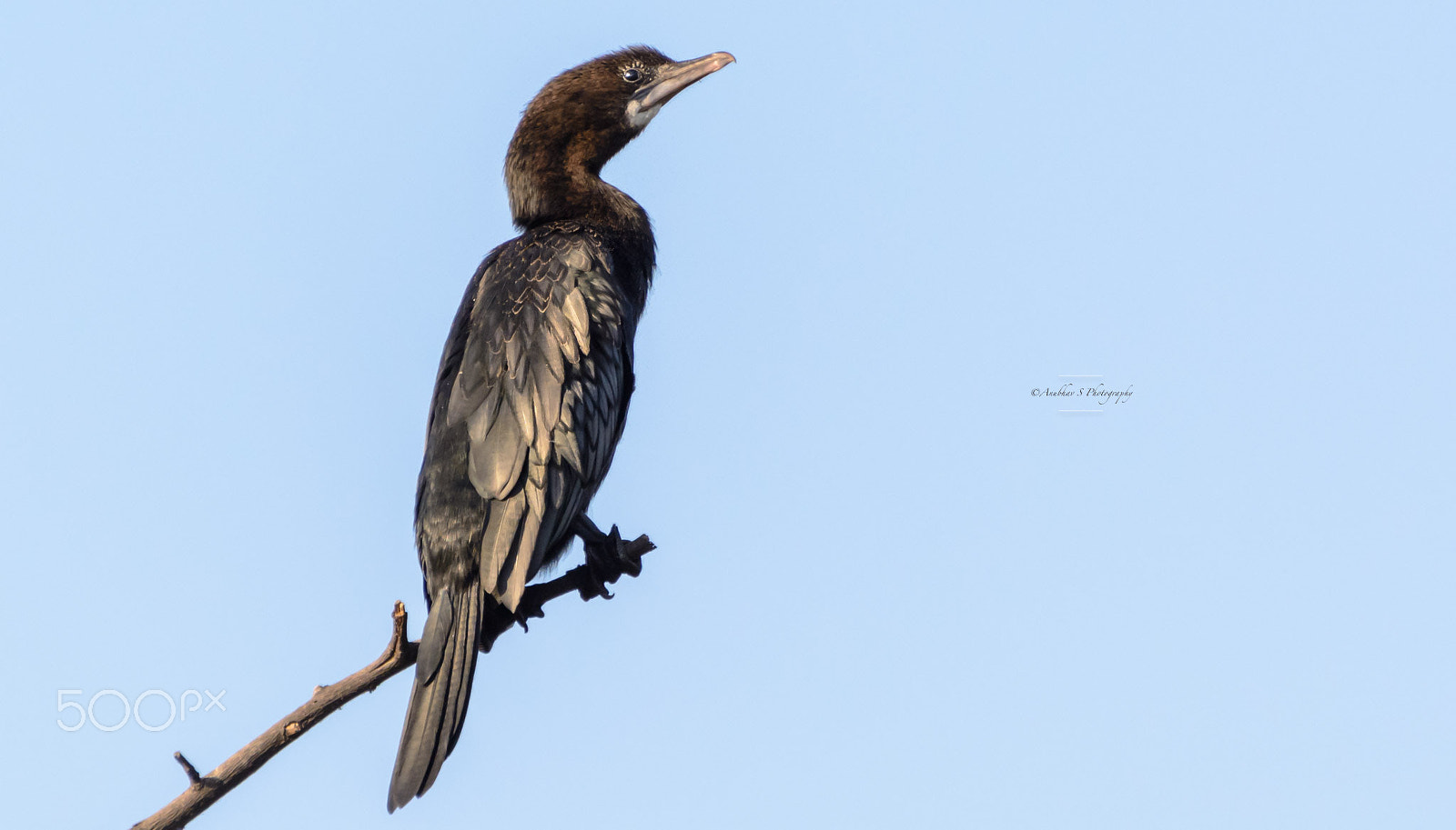 Nikon D5200 sample photo. || cormorant || the proud moment of a bird. photography