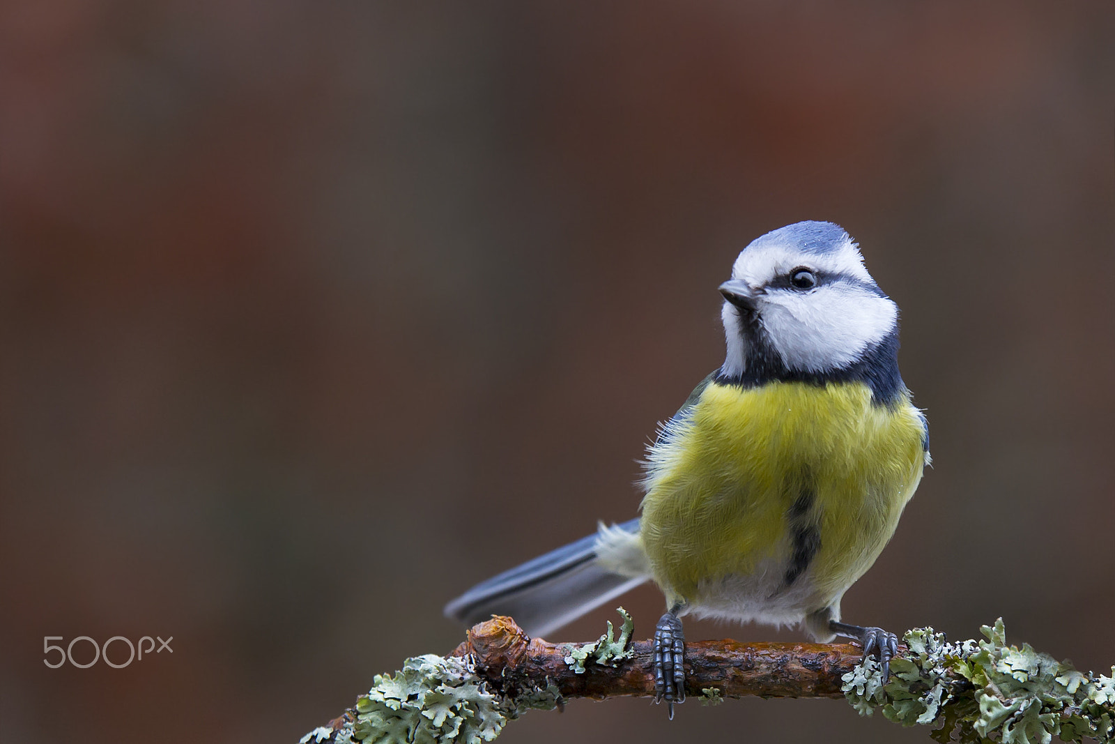 Sigma 70-200mm F2.8 EX DG OS HSM sample photo. Sinitiainen blue tit photography