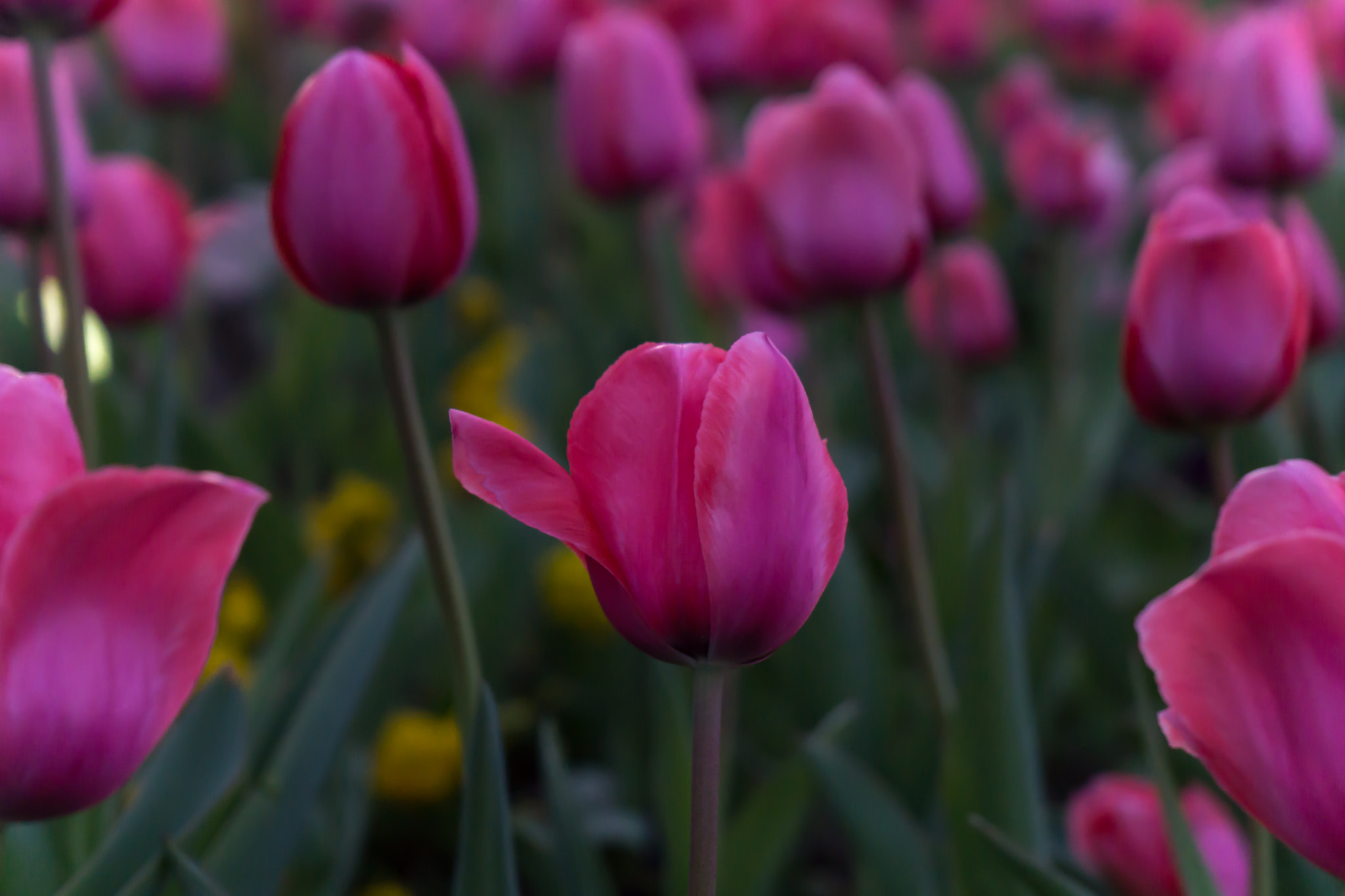 Sony a6000 + Sony FE 28-70mm F3.5-5.6 OSS sample photo. Almost tulip time photography