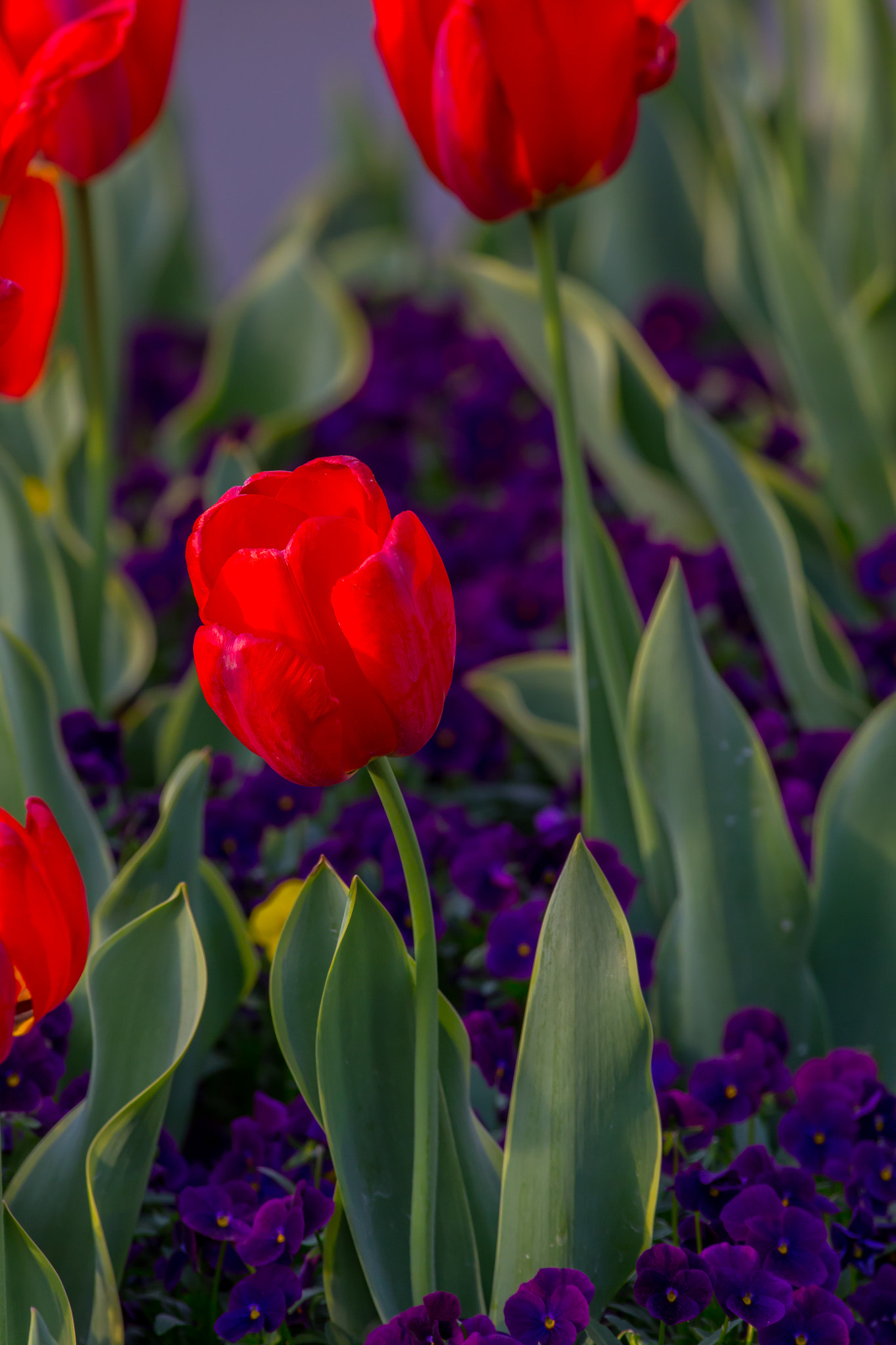 Canon EOS 6D sample photo. Almost tulip time photography