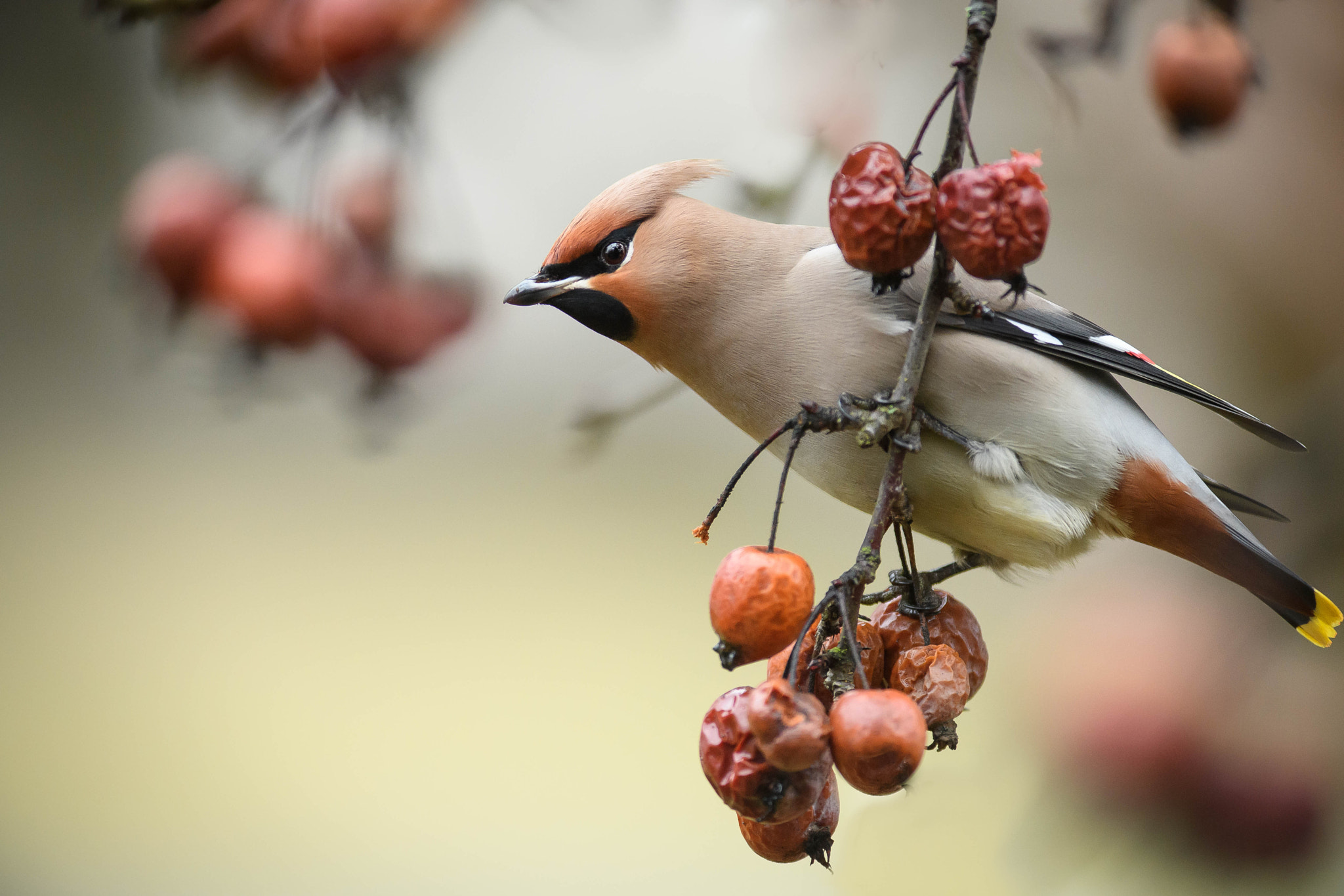 Nikon D5 + Nikon AF-S Nikkor 300mm F2.8G ED VR II sample photo. Red apples photography