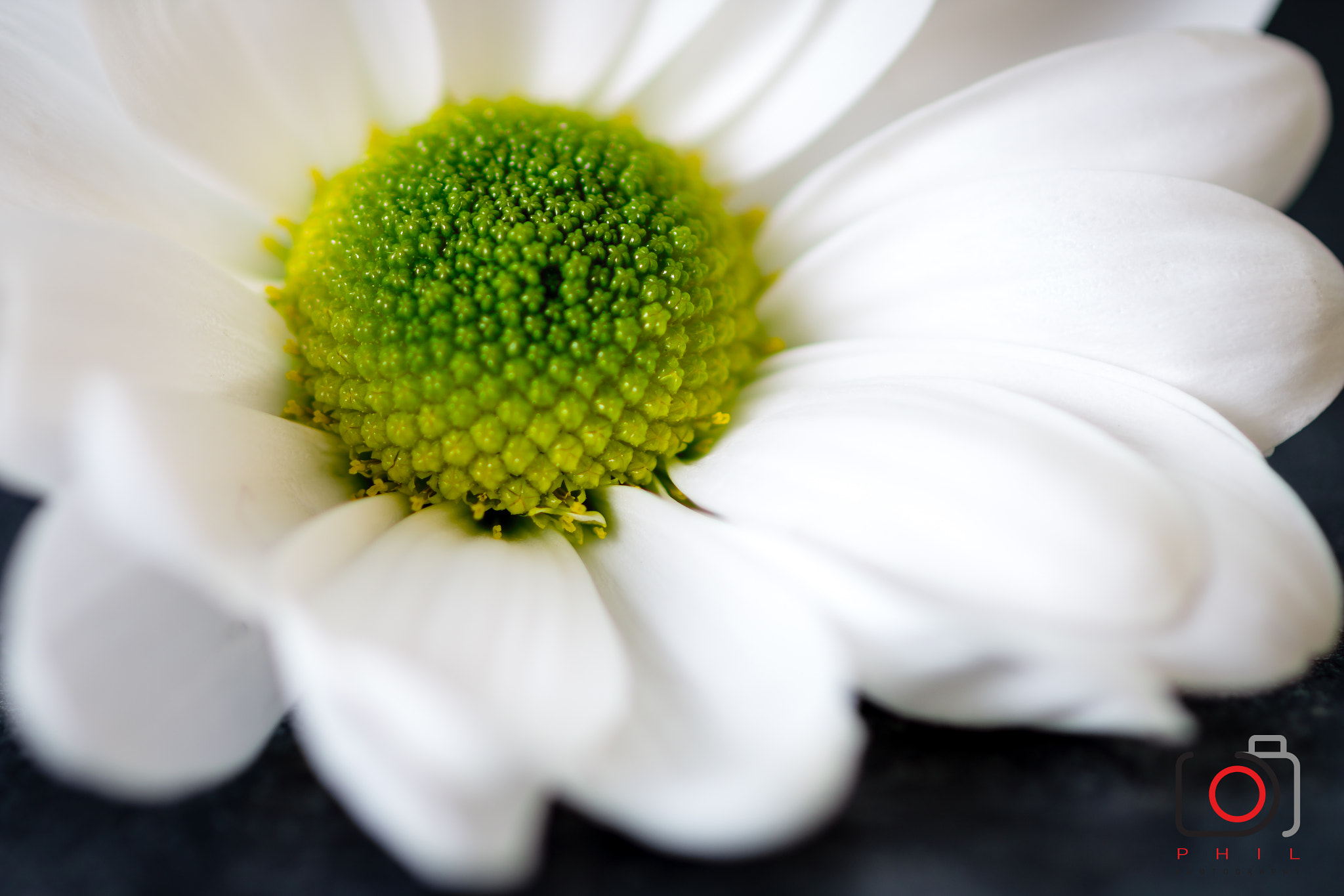 Canon EF 100mm F2.8 Macro USM sample photo. Fleur ardoise photography