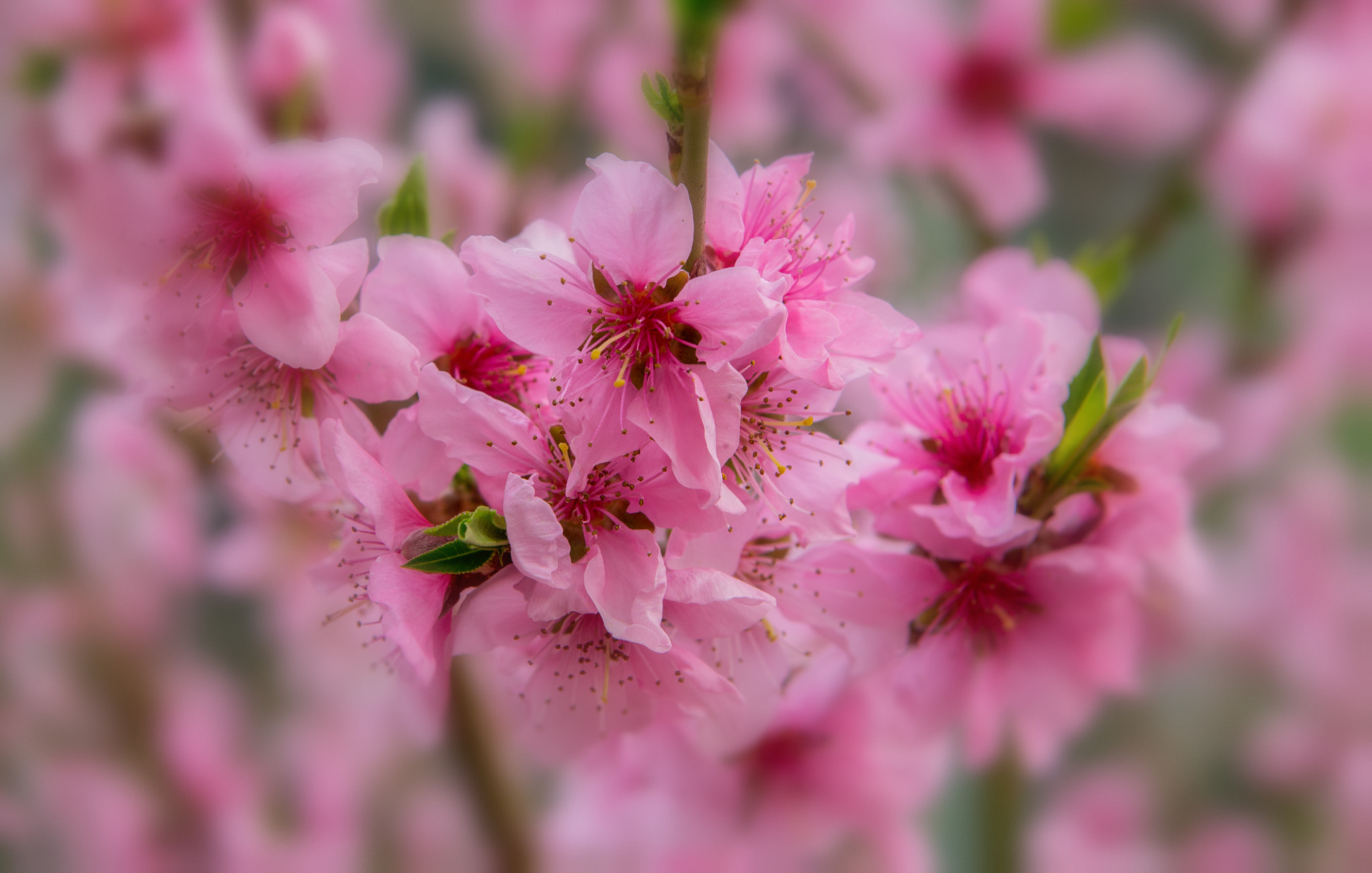 Nikon AF-S Nikkor 24-70mm F2.8E ED VR sample photo. This is spring! photography