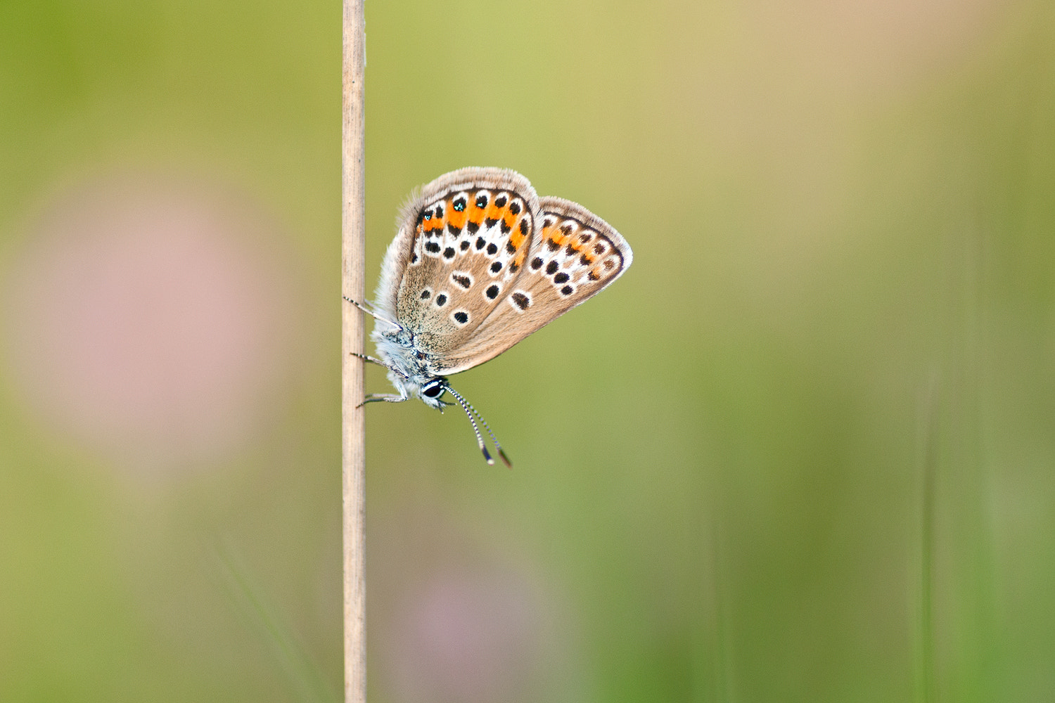 Nikon D300S sample photo. Silver studded blue photography