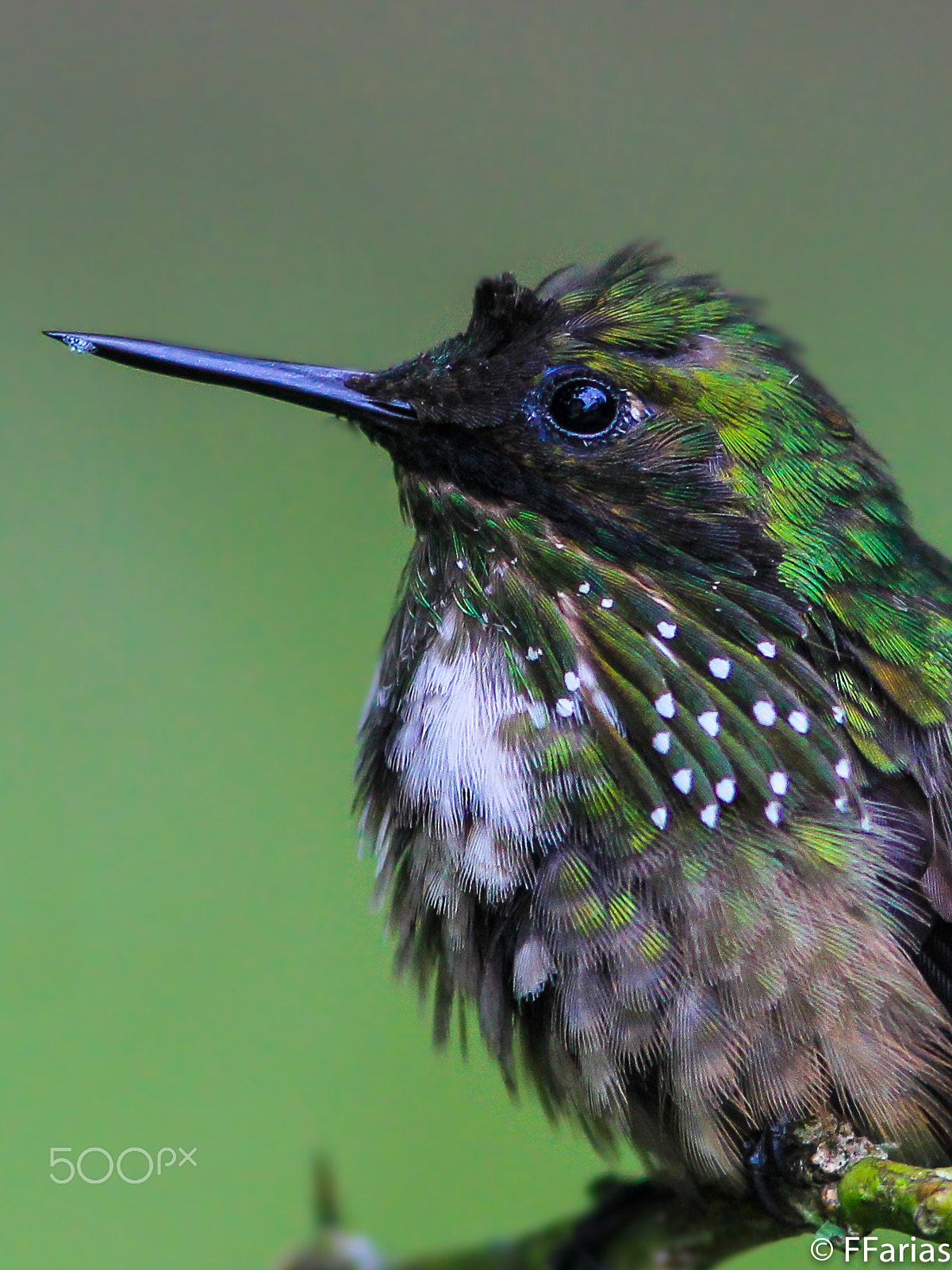 Canon EOS 60D + Canon EF 300mm F4L IS USM sample photo. Festive coquette (lophornis chalybeus) photography