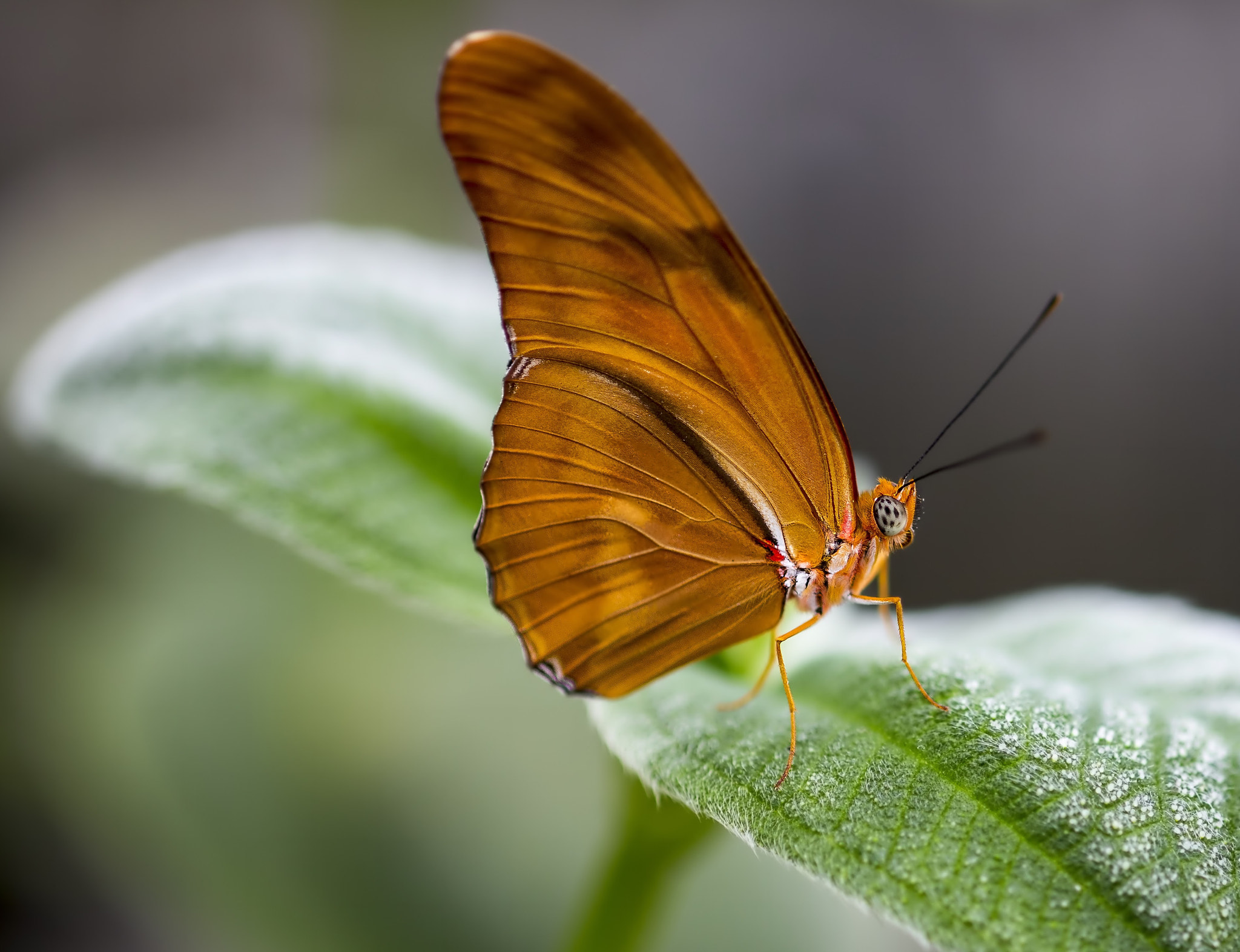 Canon EF 100mm F2.8 Macro USM sample photo. Monarch photography