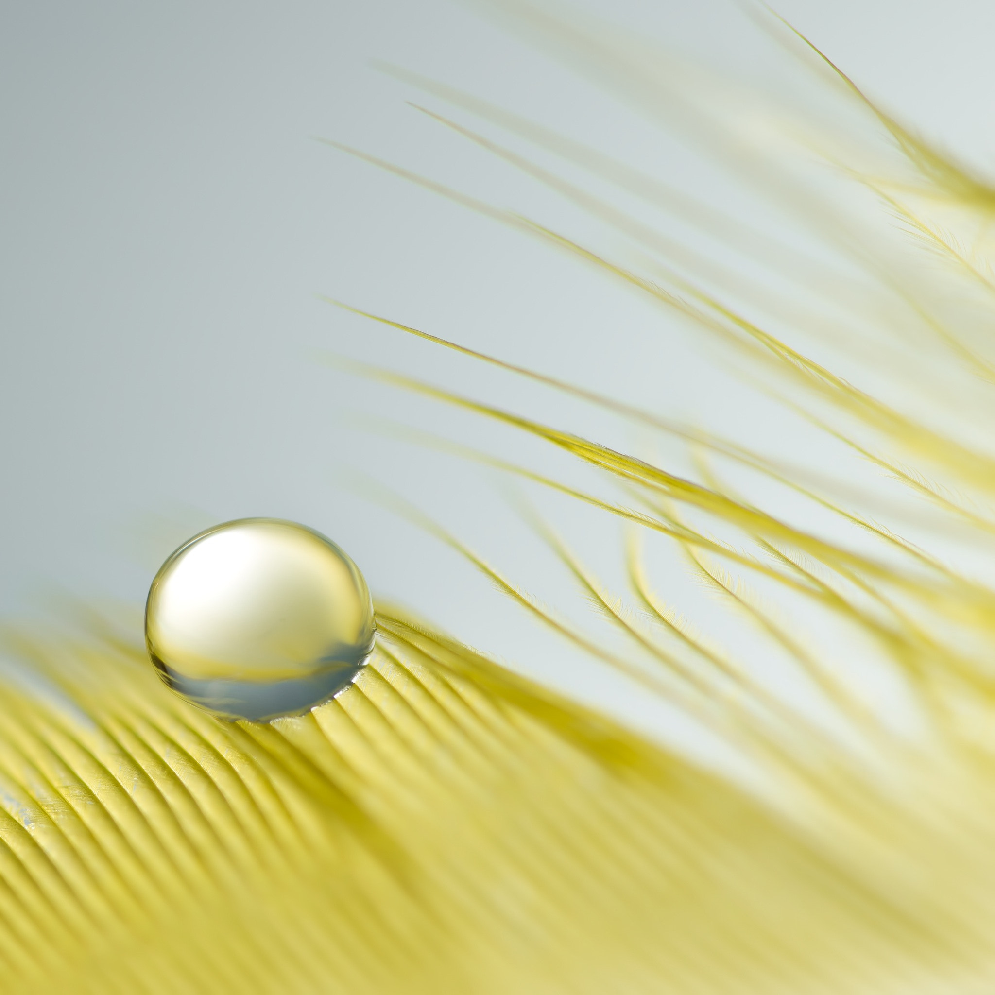 Pentax smc D-FA 100mm F2.8 Macro WR sample photo. Yellow drop photography