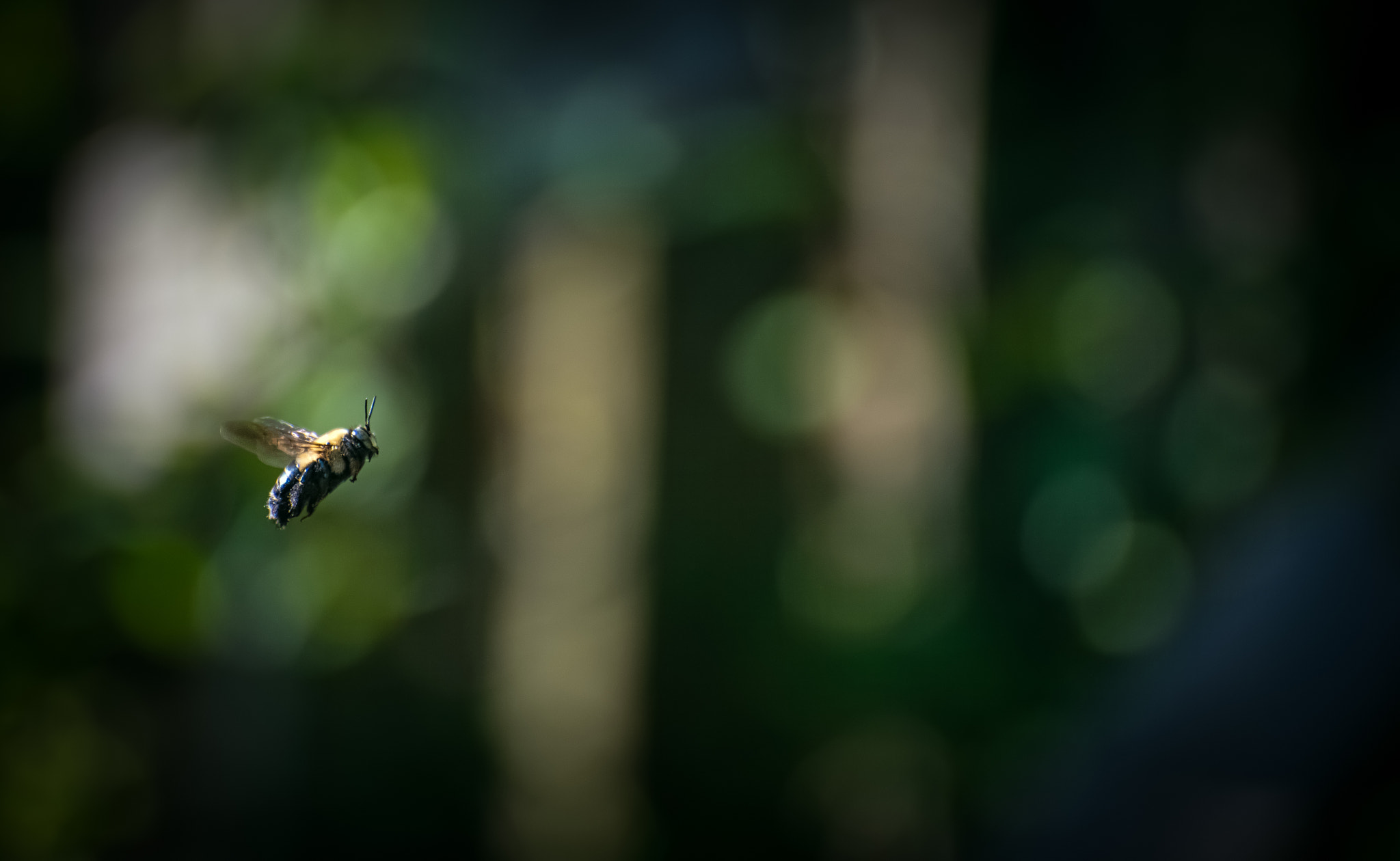Nikon D810 + Nikon AF-S Nikkor 70-300mm F4.5-5.6G VR sample photo. Flight of a bumblebee photography
