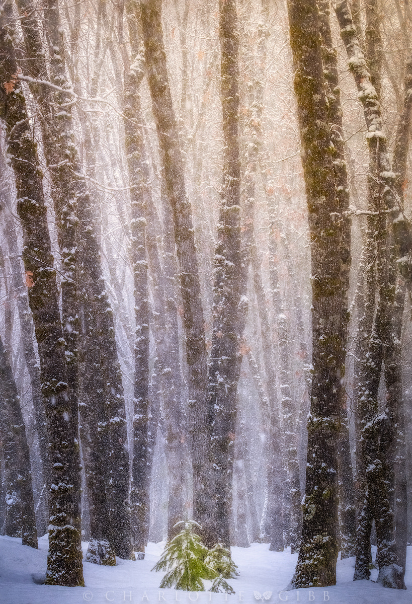 Canon EF 70-200mm F2.8L USM sample photo. Winter's fury photography