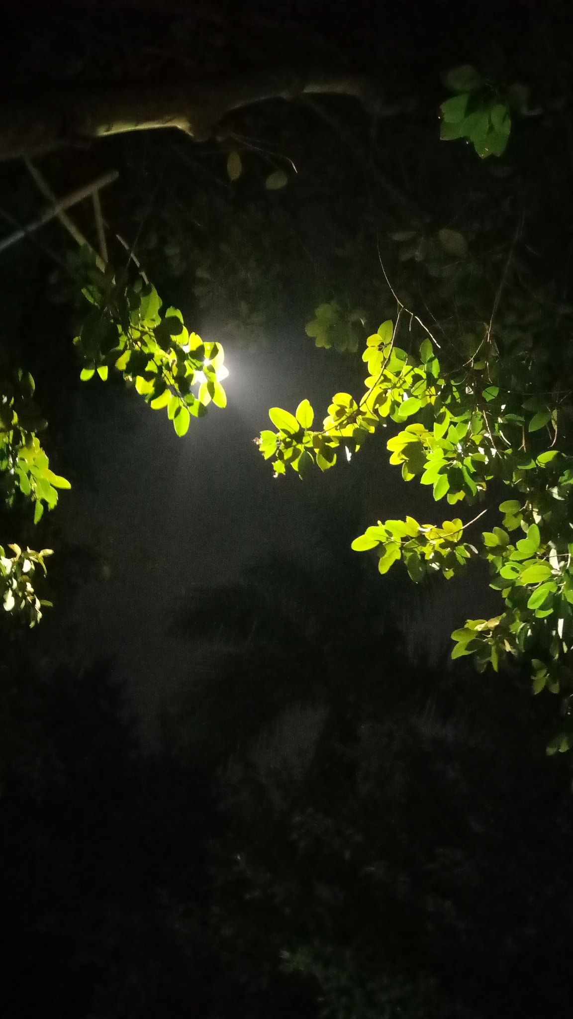 Meizu M3s sample photo. 树上翡翠 photography