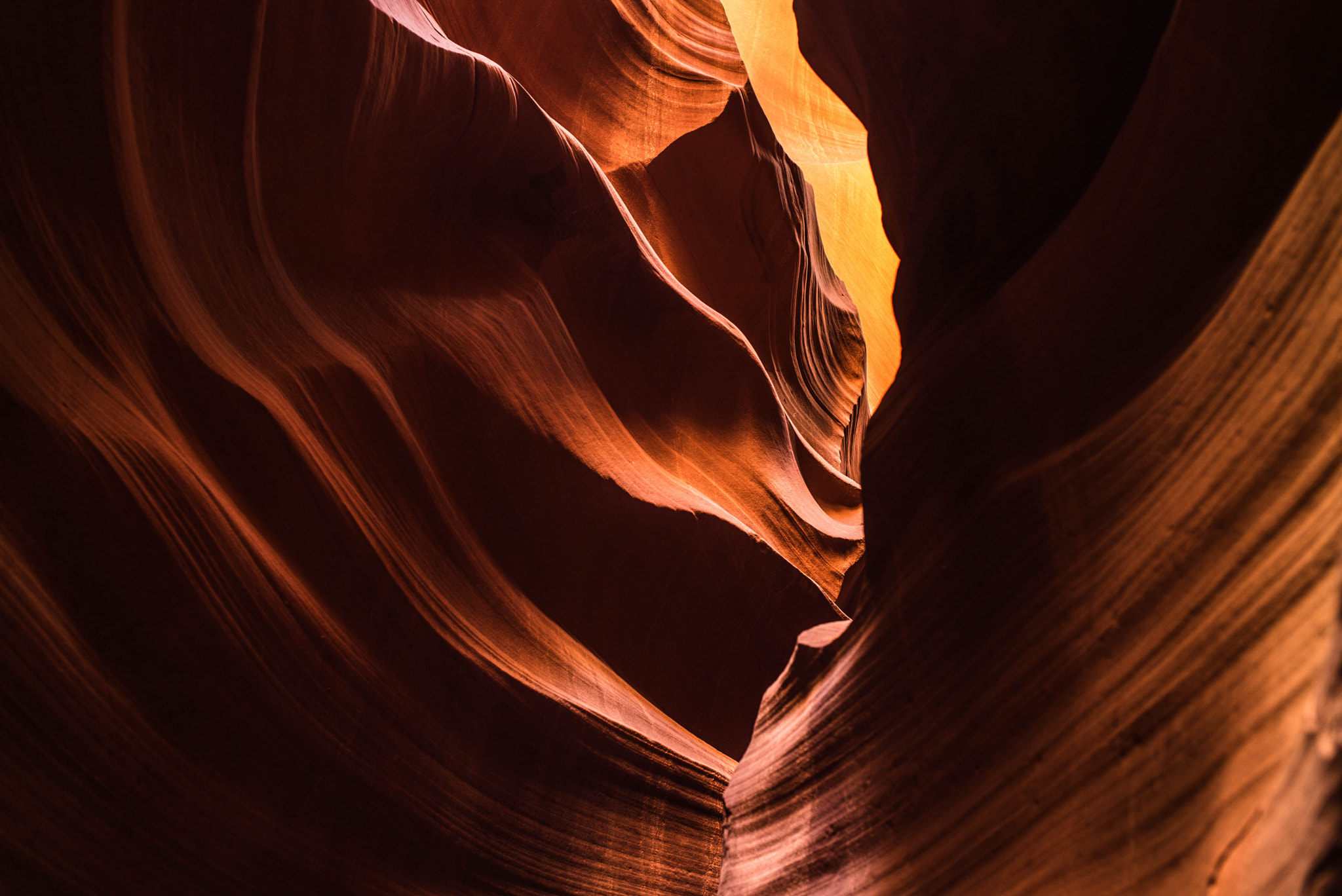 Elmarit-M 1:2.8/21 sample photo. Antelope beauty photography