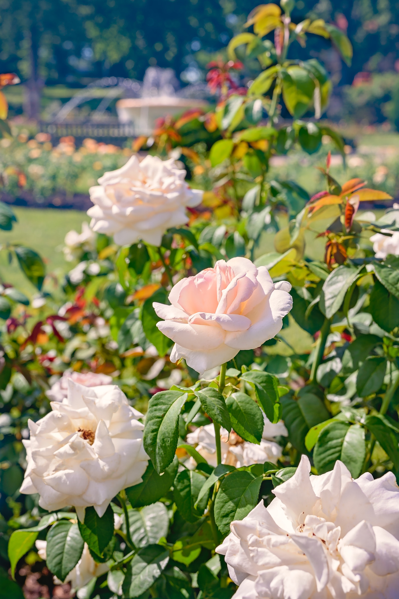 Sigma 50mm F1.4 DG HSM Art sample photo. Dreams of summer photography