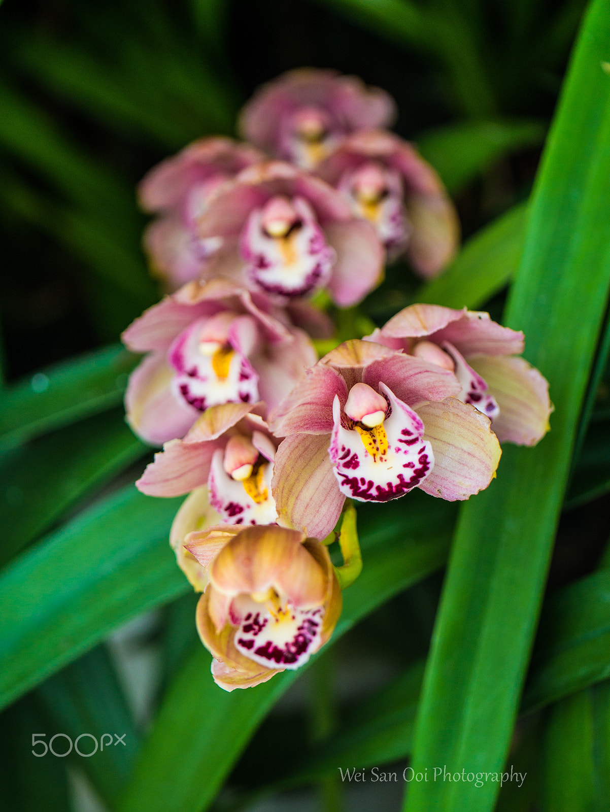 Panasonic Lumix DMC-GX7 sample photo. Orchid 28 photography