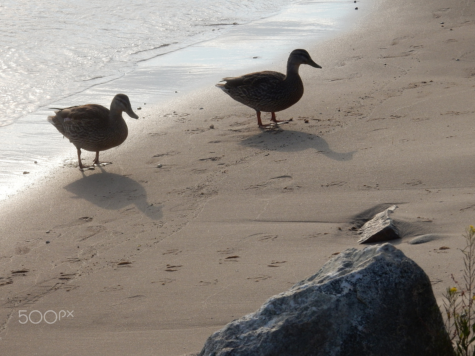 Nikon Coolpix S9700 sample photo. ...footprints.. photography